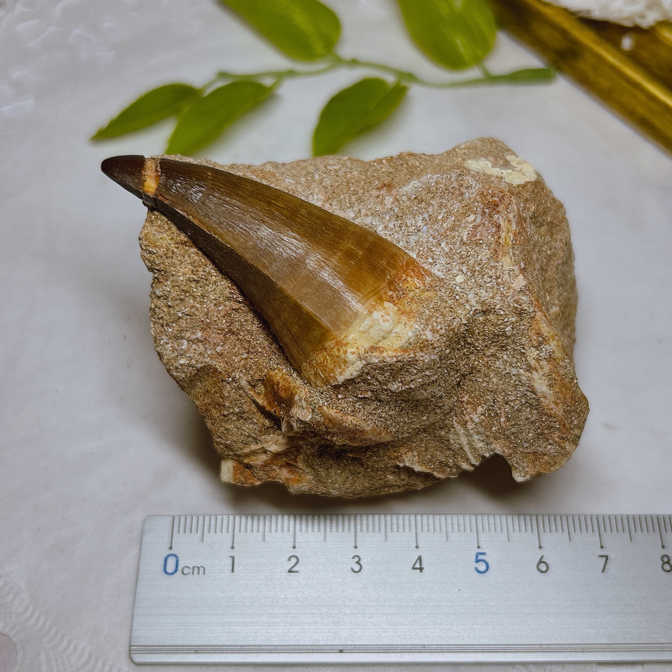 メガロドンの歯化石 母岩つき 【公式通販】