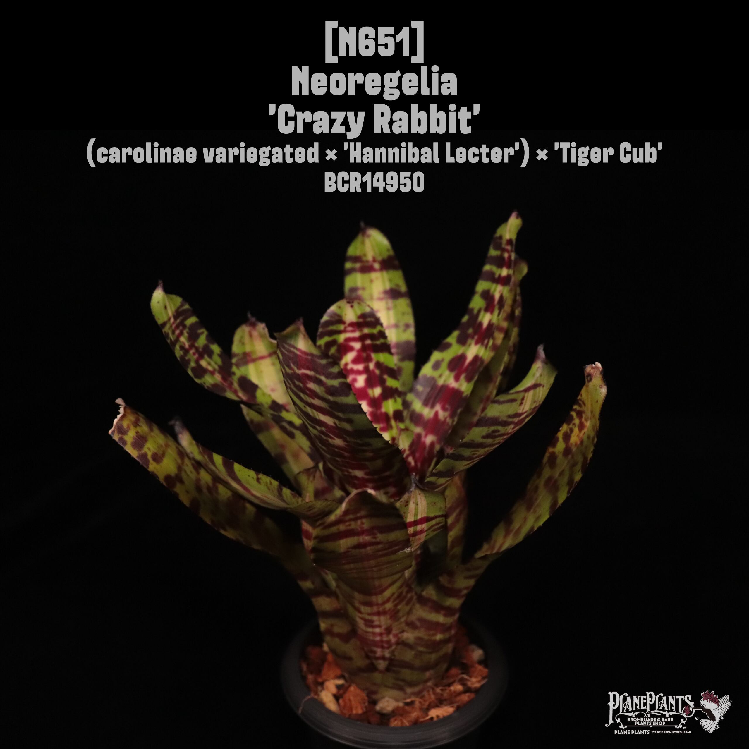 【送料無料】Neoregelia 'Crazy Rabbit'〔ネオレゲリア〕現品発送N651