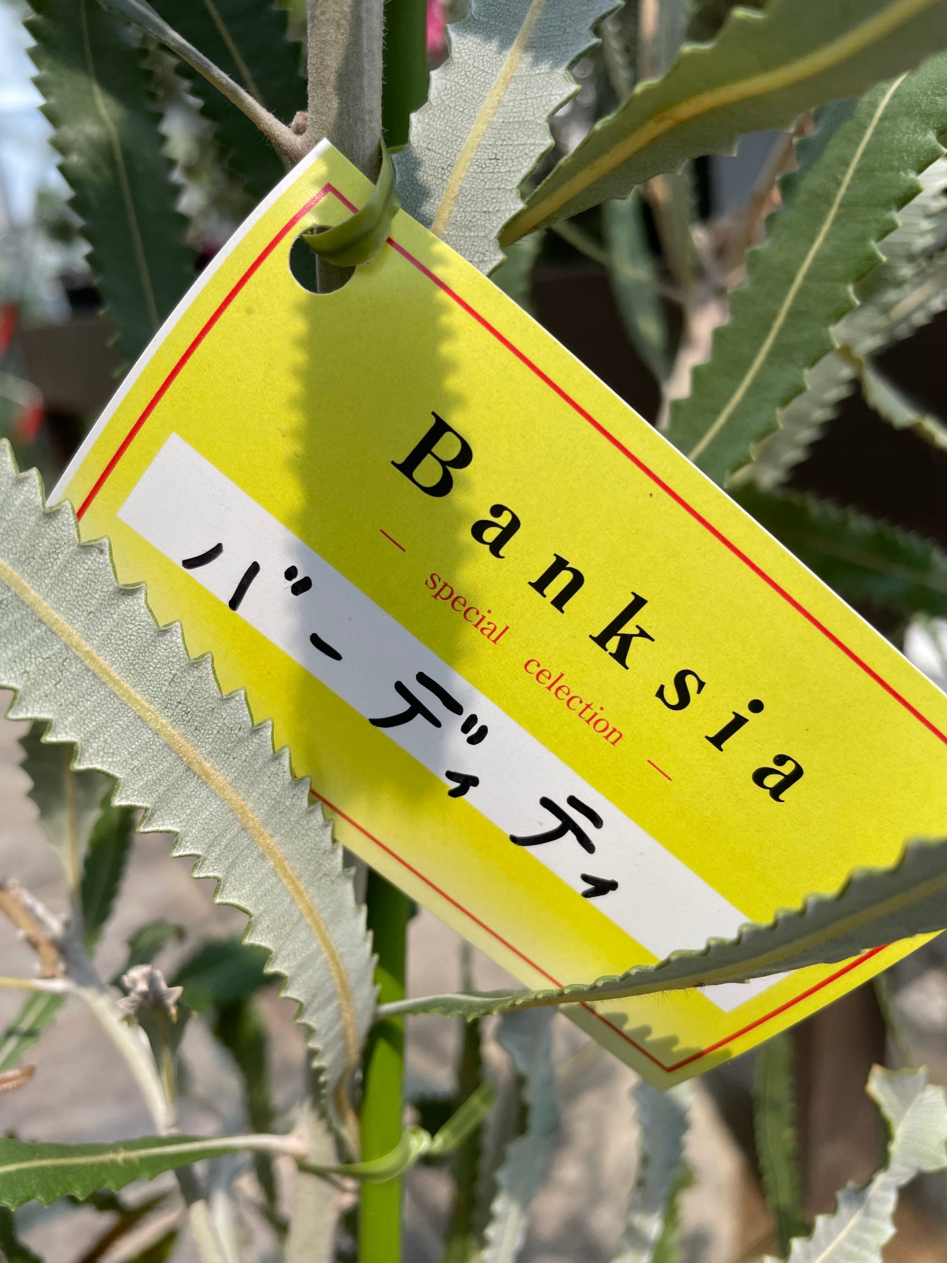 バンクシア バーデッティ② | 沼ノ上農園