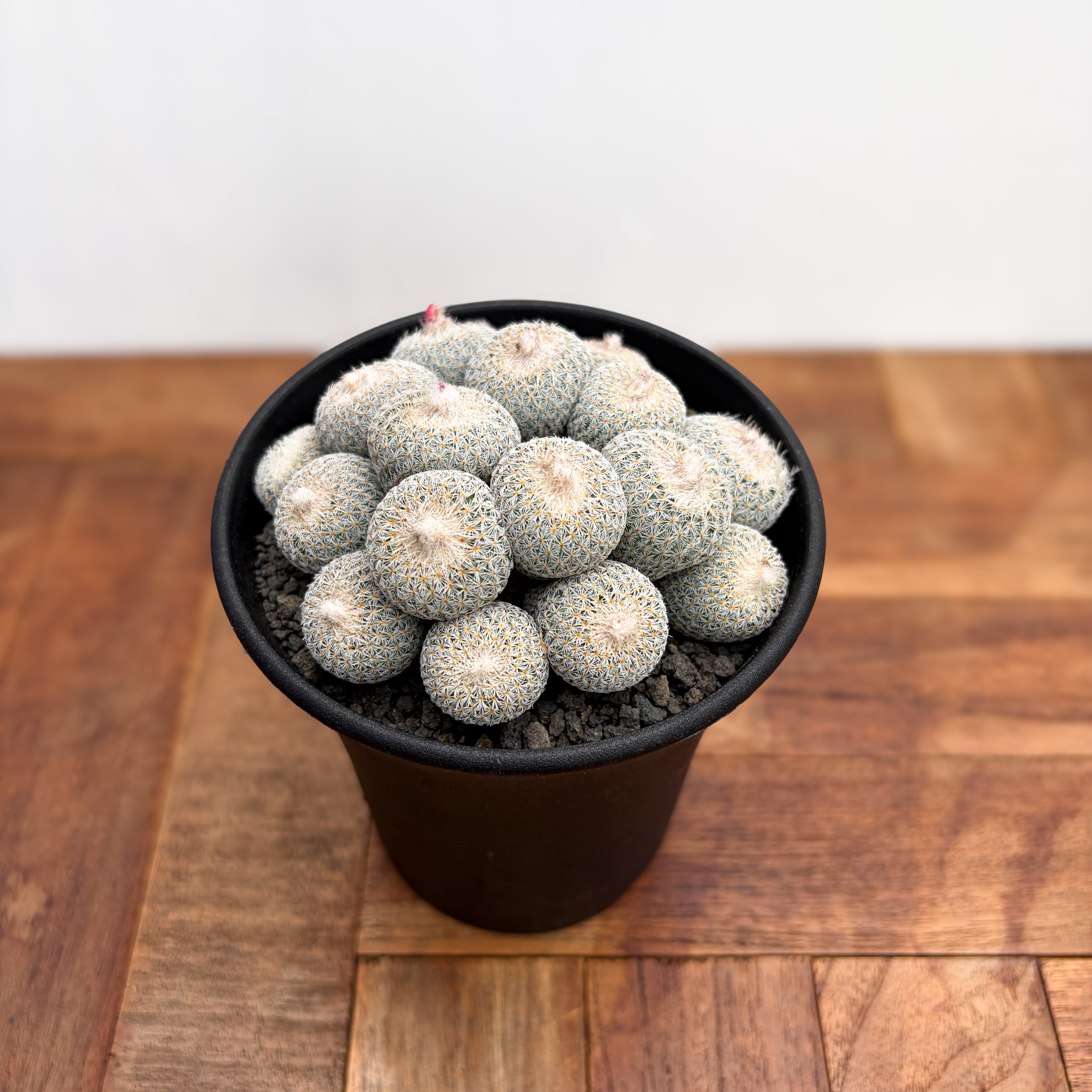 Ariocarpus trigonus 【アリオカルプス・短疣三角牡丹・実生