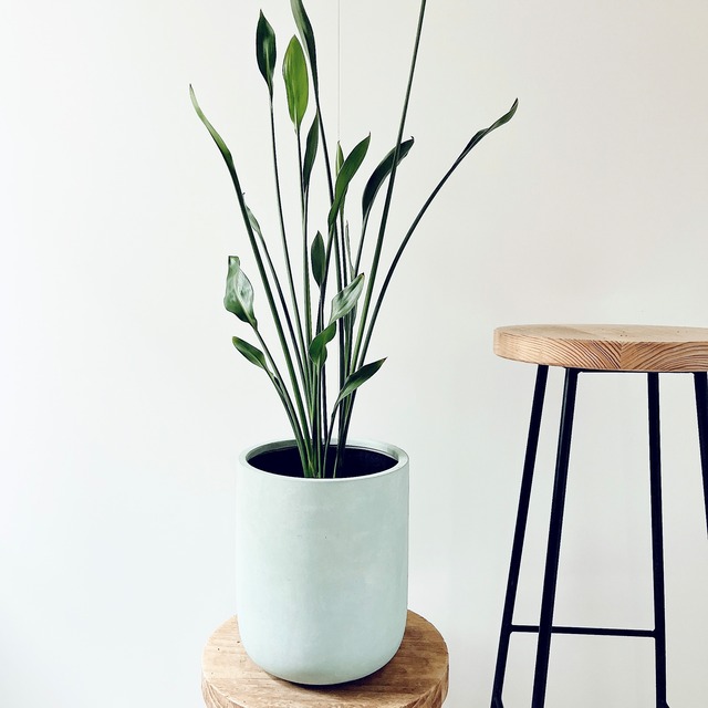 ストレリチア ノンリーフ ユンケア 陶器鉢仕立て【Premium Plants】