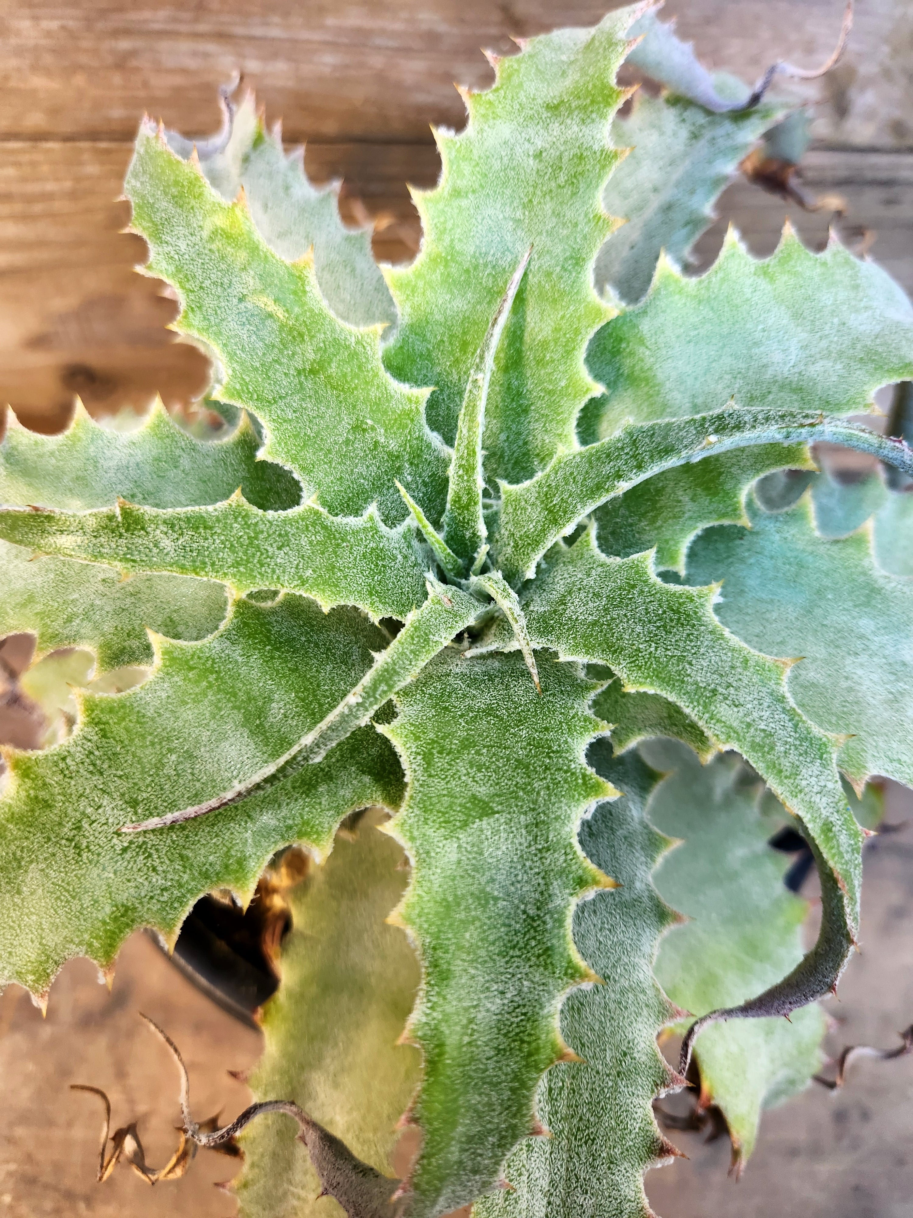 ヘクチア・ラナータ hechtia lanata | フラワーショップあきの ヘクチア・ラナータ hechtia lanata | フラワーショップあきの