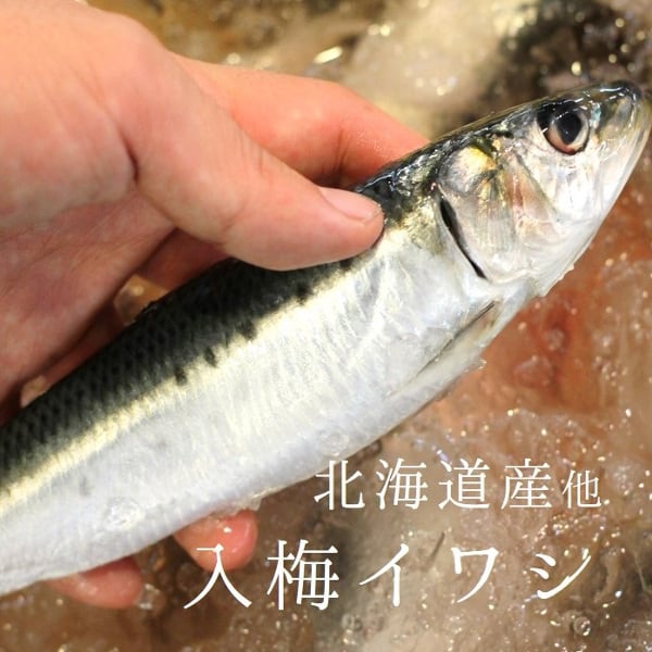 イワシ 入梅イワシ 鰯 いわし 北海道 境港 銚子 岩手産 他 豊洲直送 約150 0g 尾ｘ5尾 脂イワシ５尾 冷蔵 Okawari 豊洲直送の高級海産物をお届け