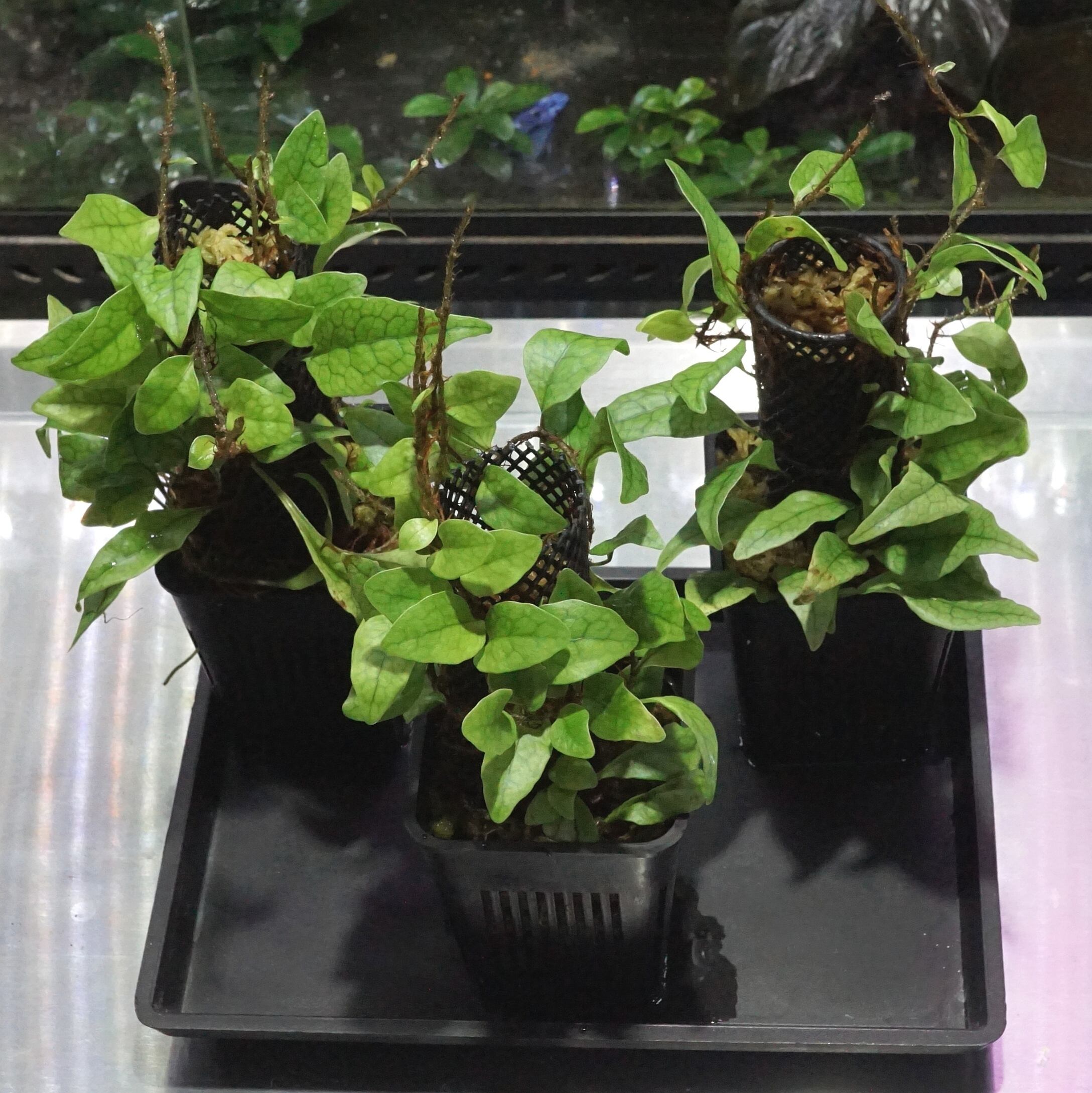 ミクロソリウムsp ティミカ Microsorum sp.Timika | ブルーゲッコー