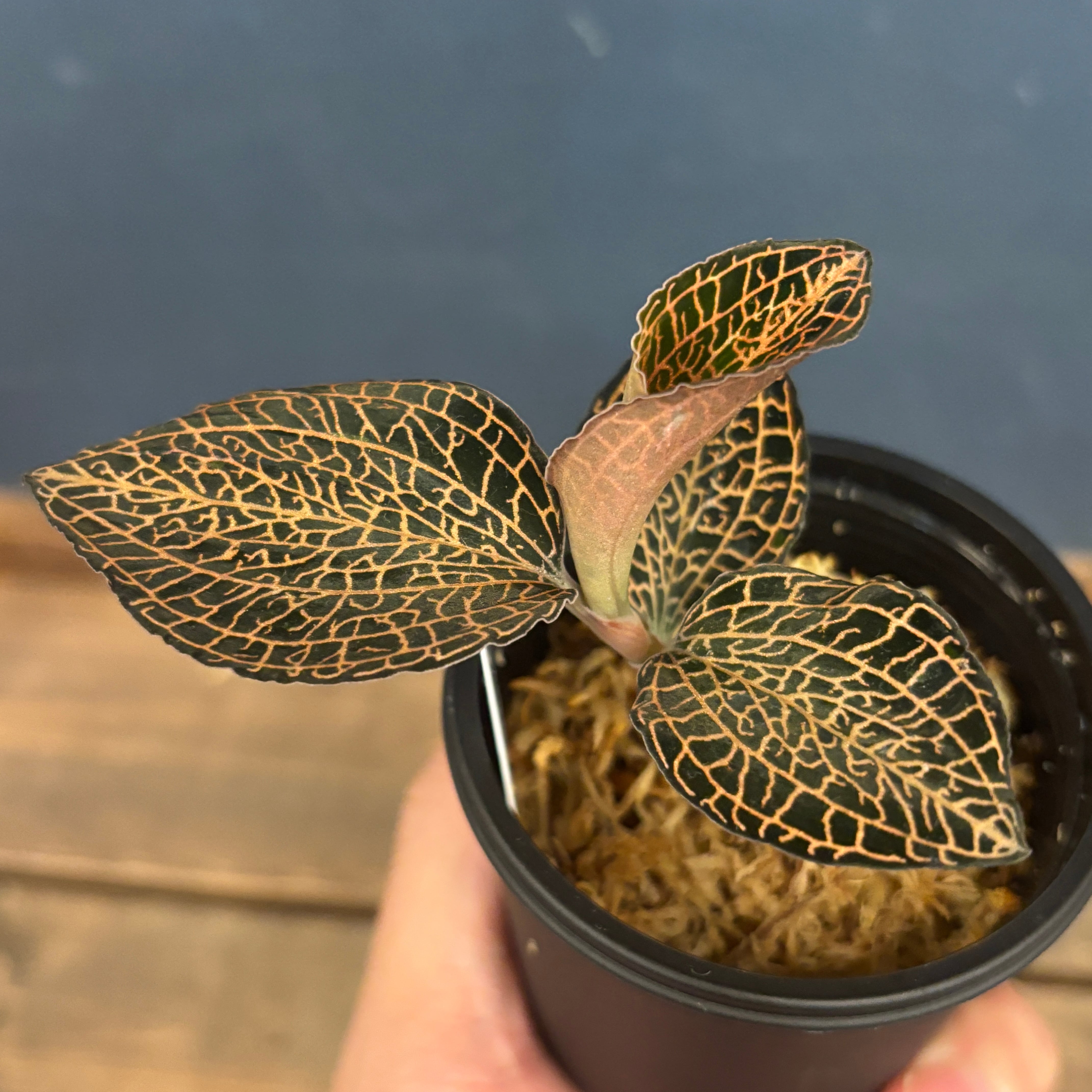 ジュエルオーキッド アネクトキルス sp Rose Gold【651】 | PROTOLEAF