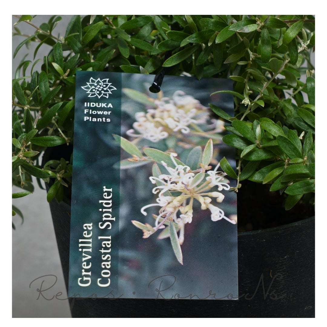 グレビレア:コースタルスパイダー(5号)希少 珍しい ネイティブプランツ オージープランツ グレビレア