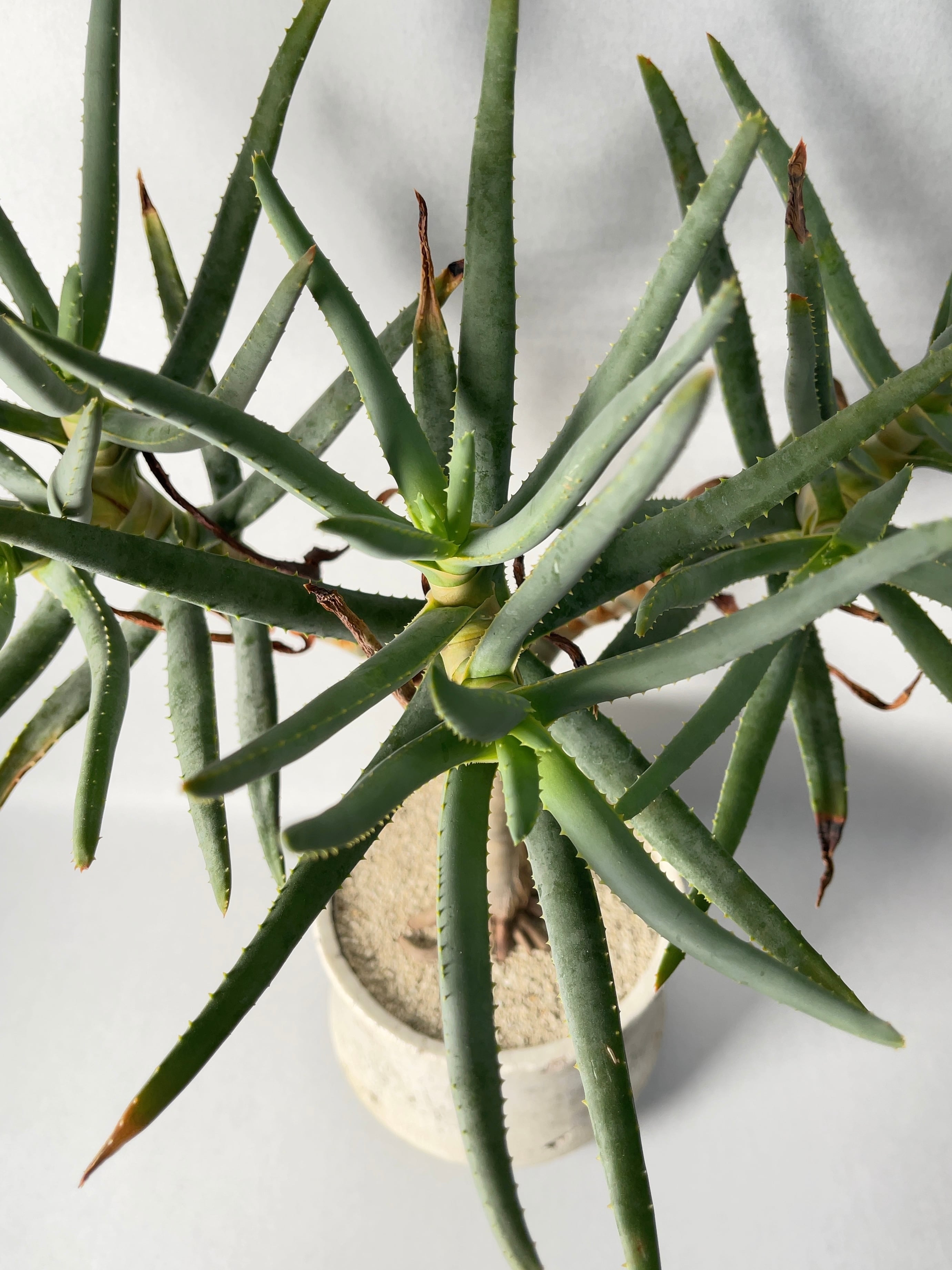 アロエ・ラモシシマ | trigger