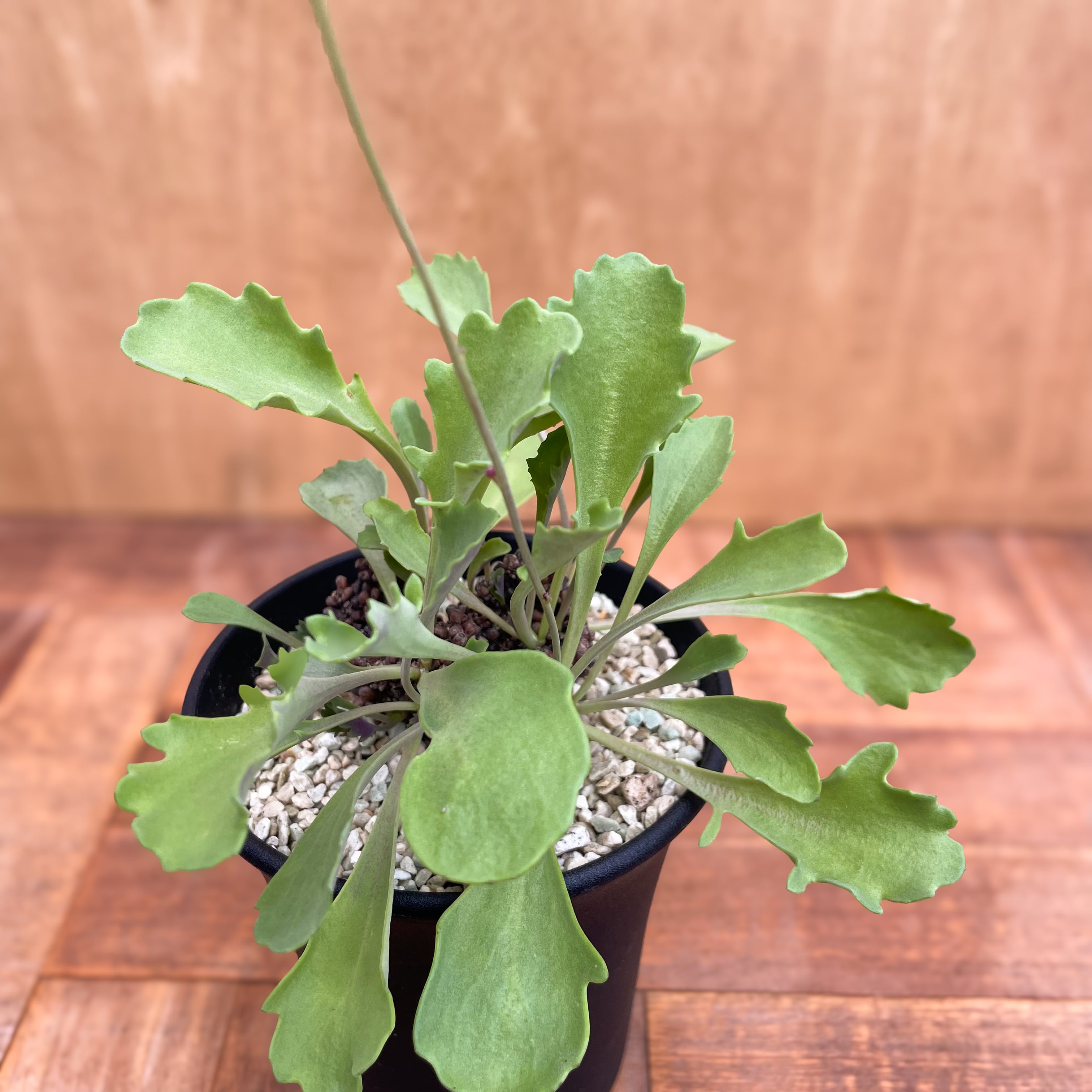 Othonna armiana【オトンナ・アルミアナ】 | RIMO'S GREEN 【Saboten