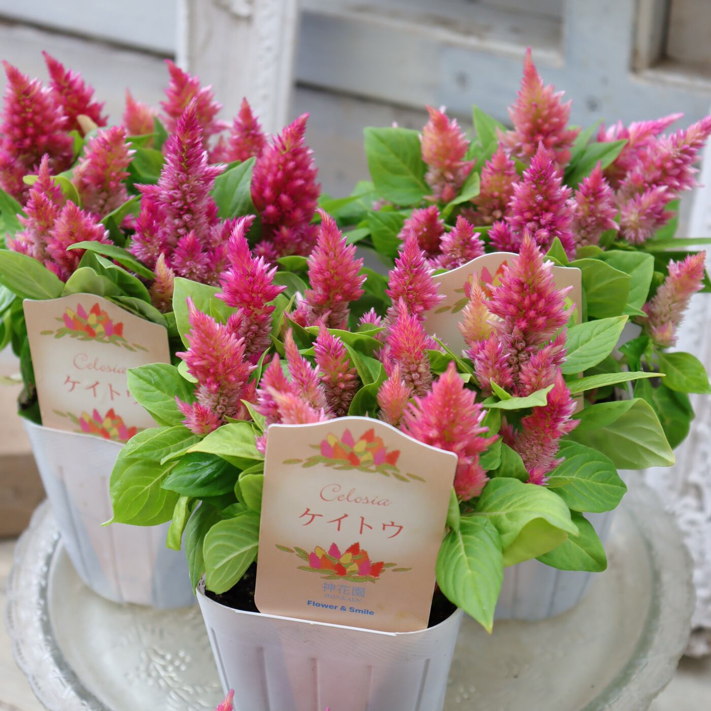 Phyllanthus urinaria Pink│フィランサス・ウリナリア Phyllanthus urinaria Pink⑥│フィランサス・ウリナリア Phyllanthus