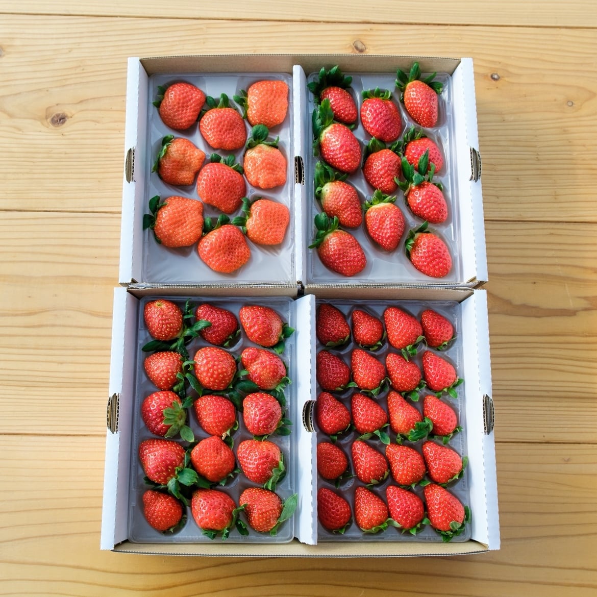 【ご家庭用】ほしうらら4パック (BASE)