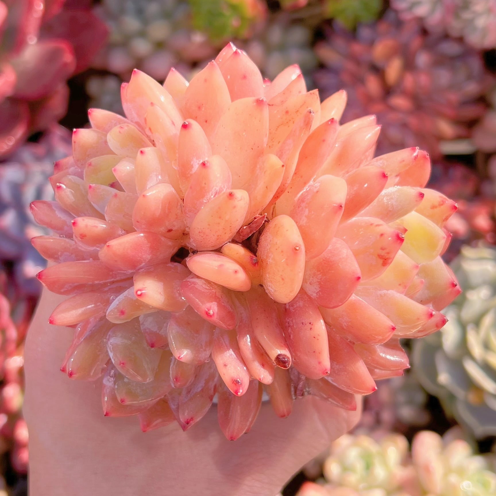 現品　オレンジモンロー#221    群生   るる農園