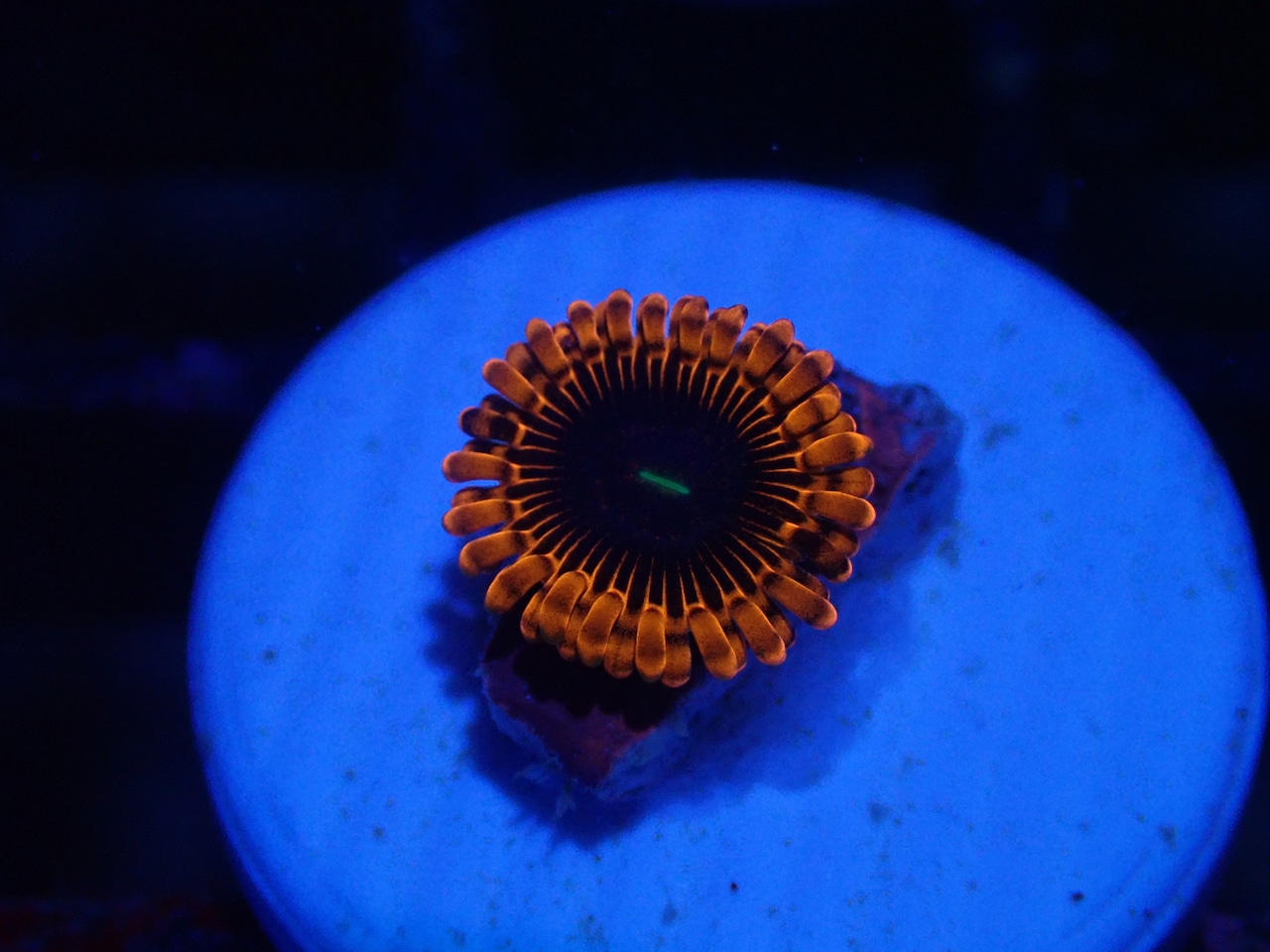 Zoanthus Red FromMakassar 10