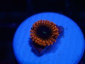 Zoanthus Red FromMakassar 10