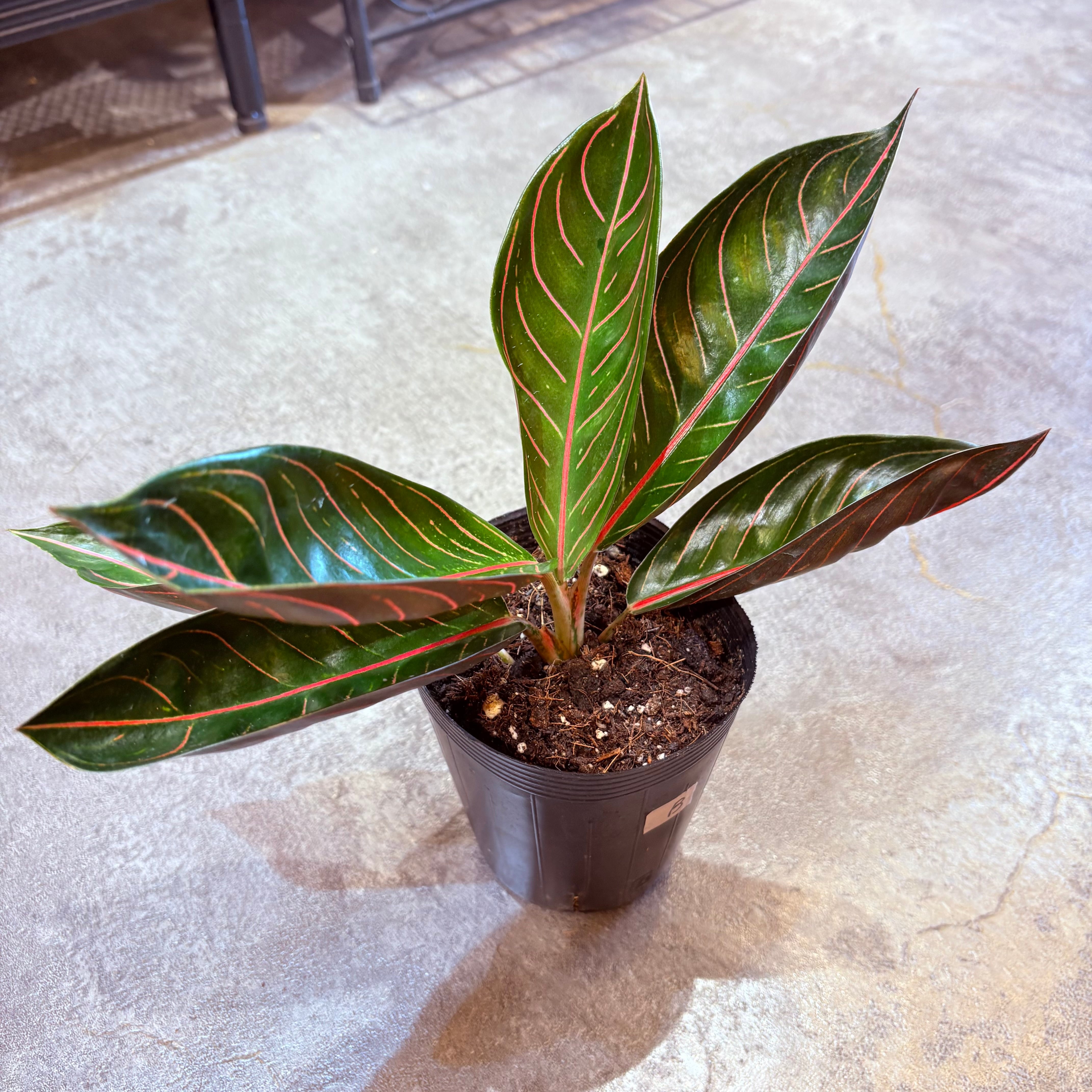 アグラオネマ ブラックスマトラ 3.5号 B | Green Vibes 宇都宮市の観葉