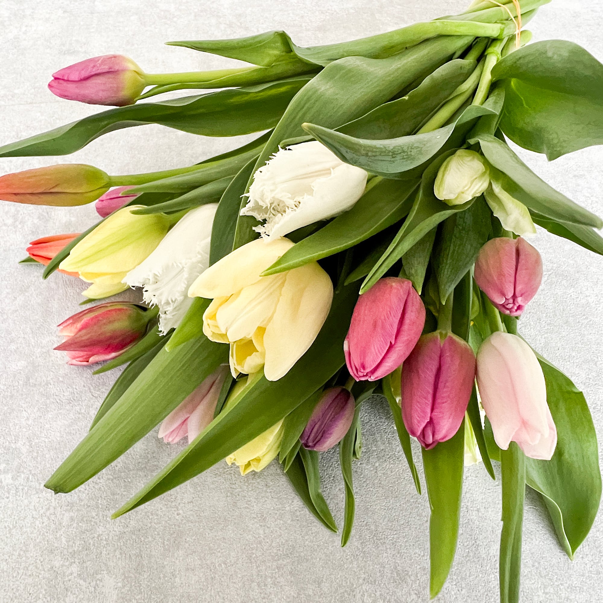 ワケあり チューリップ 30本〈富山県産〉☆規格外ですが、新鮮です