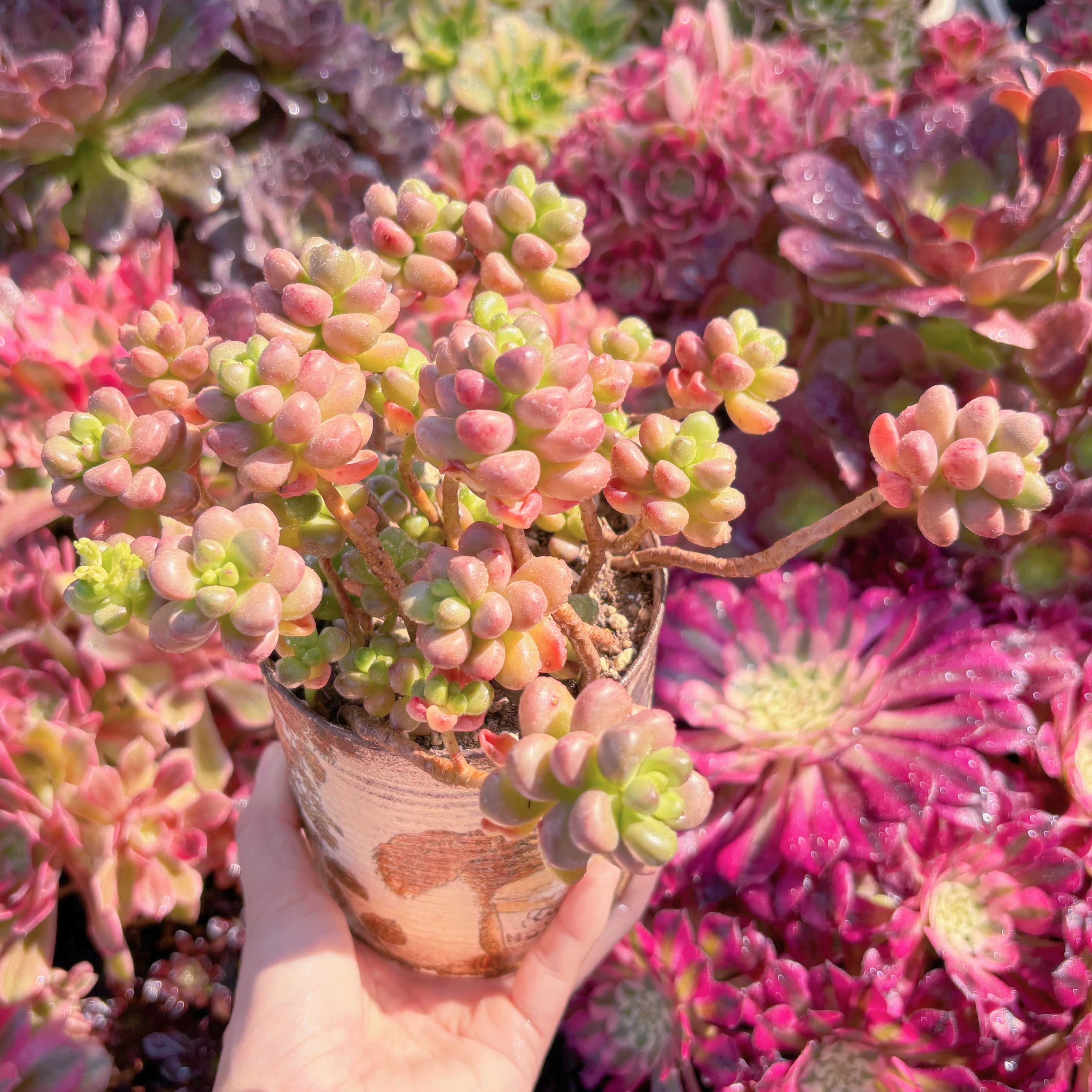 多肉植物　花びらピアス　新入荷　るる農園