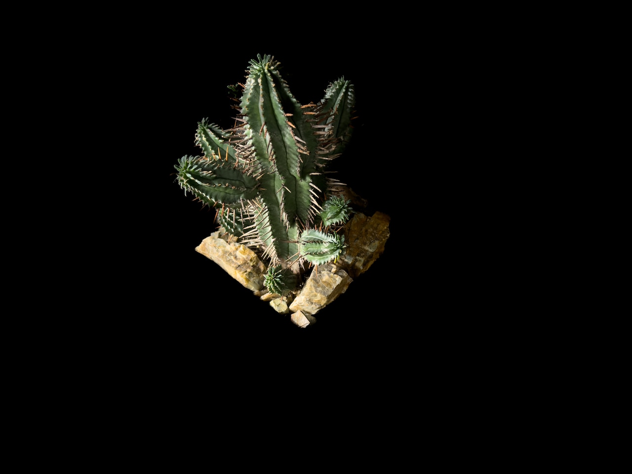 Habitat Style Euphorbia 'Kousai Horrida'