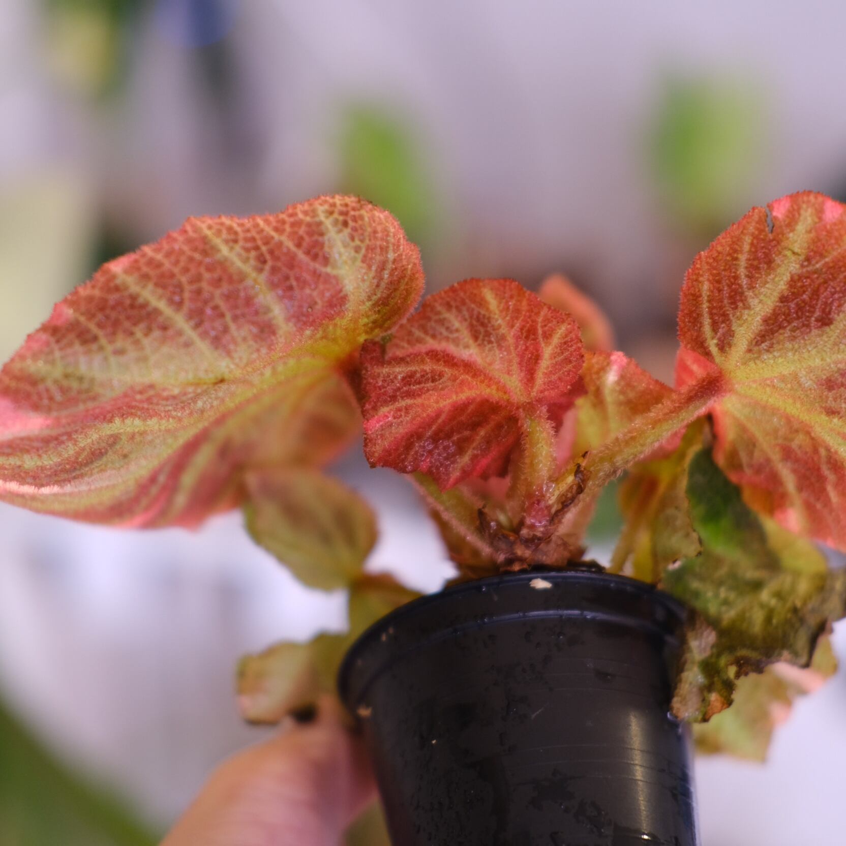 Begonia soli mutata Variegated│ベゴニア ソリムタータ バリエガータ