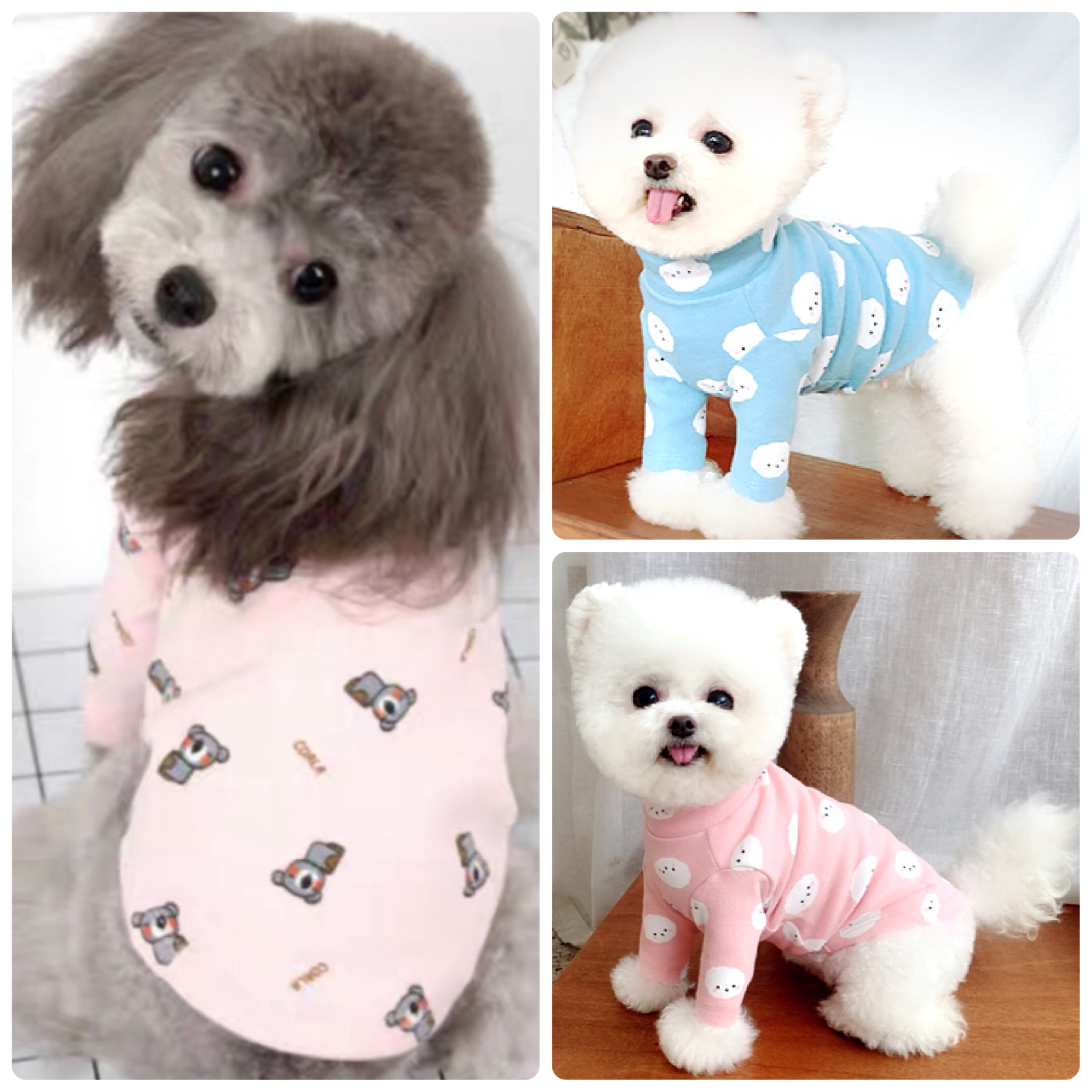 超小型犬・パピー犬 スモールサイズ | ronkichimaru(ロンキチマル