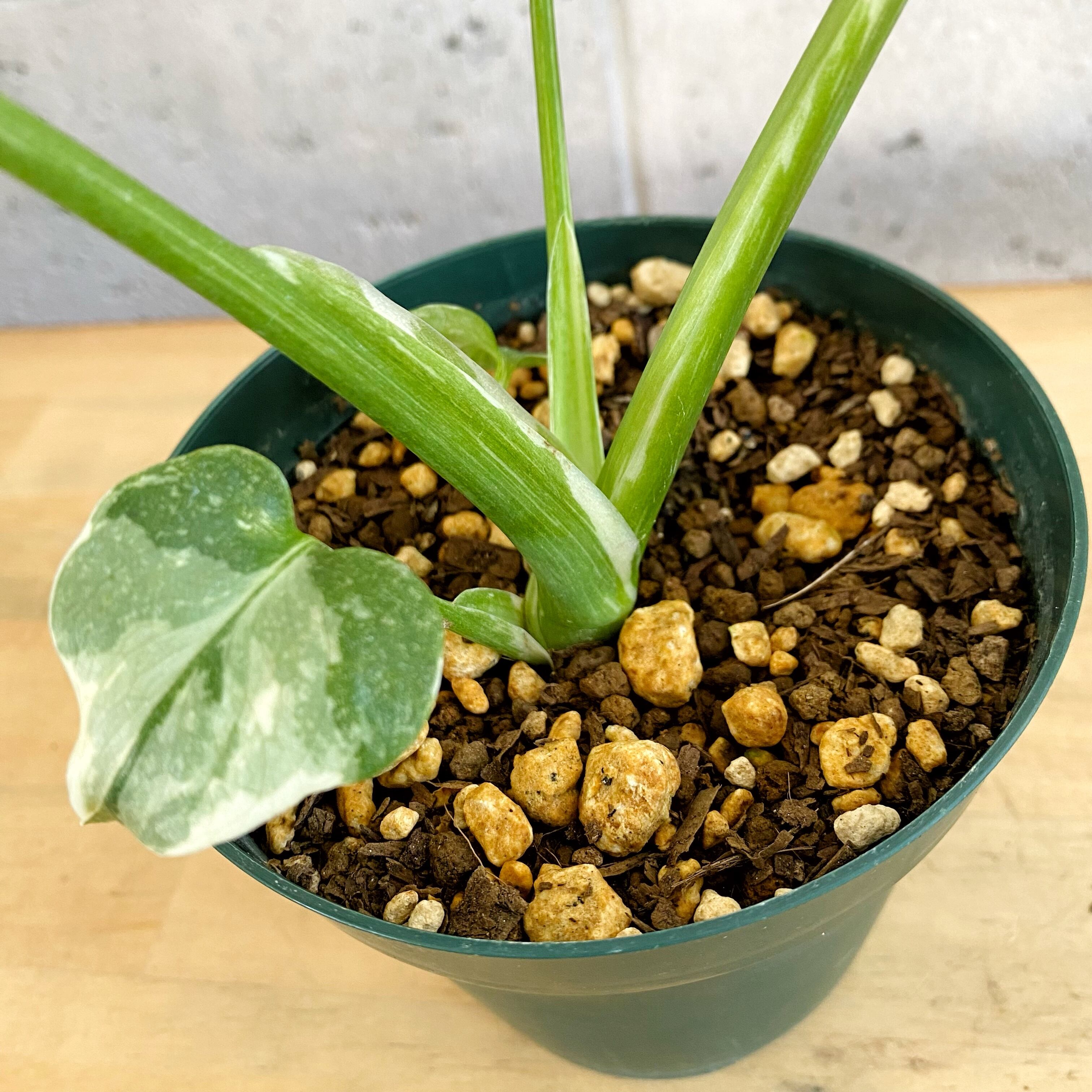観葉植物】斑入りモンステラ（鉢付き）：デリシオーサ・タイコンステ 