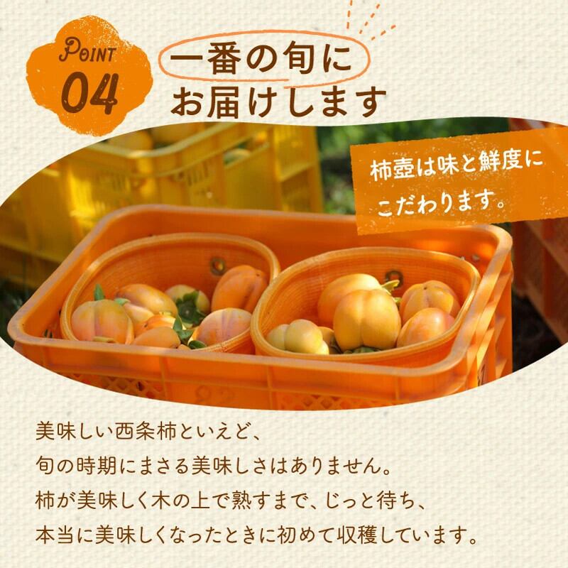 予約・11月発送】【2026年産】西条柿 2L 14玉（2.5kg）たしなみ | 柿