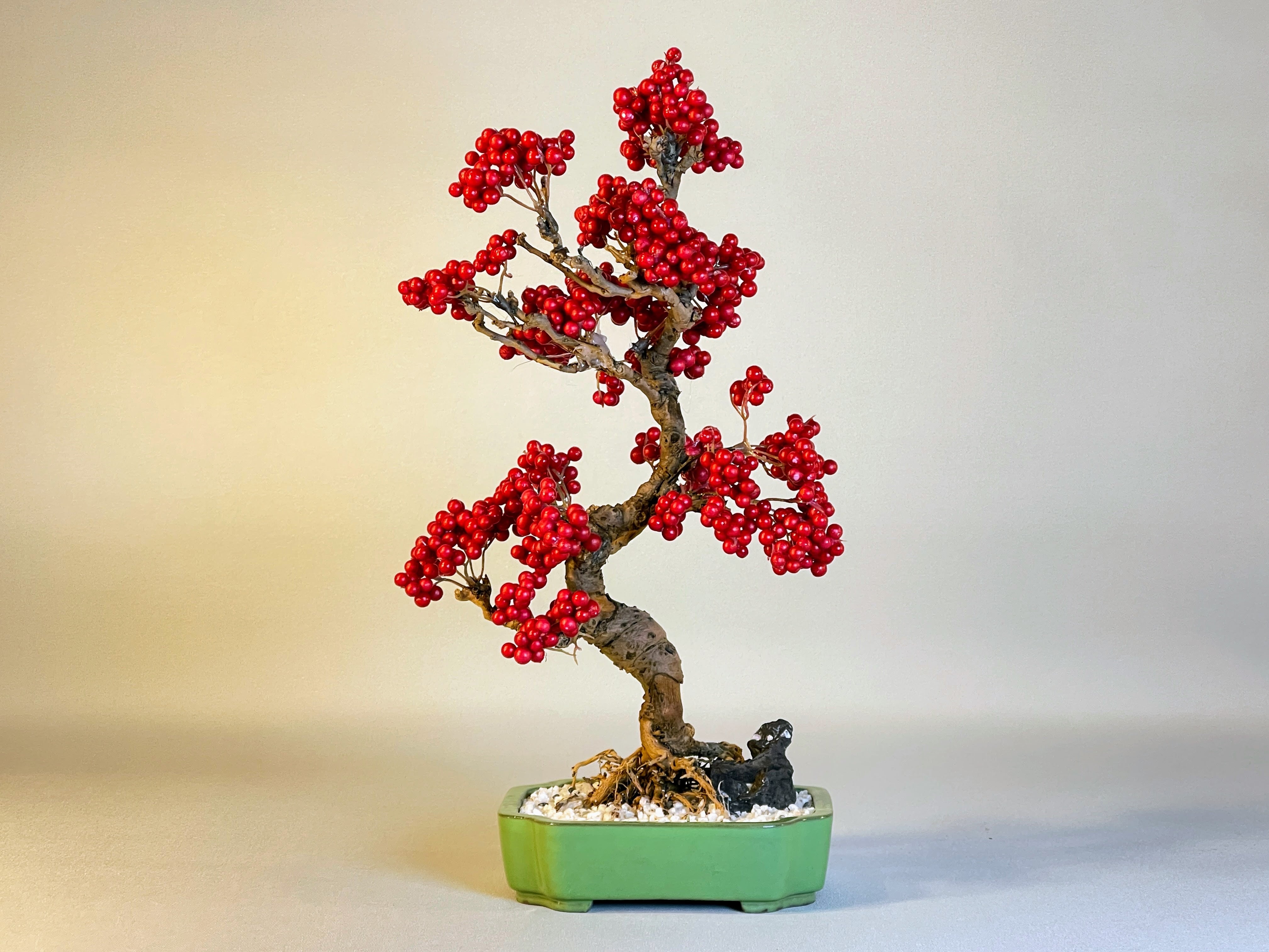 ALL ITEM | DRY BONSAI TOKYO Online store