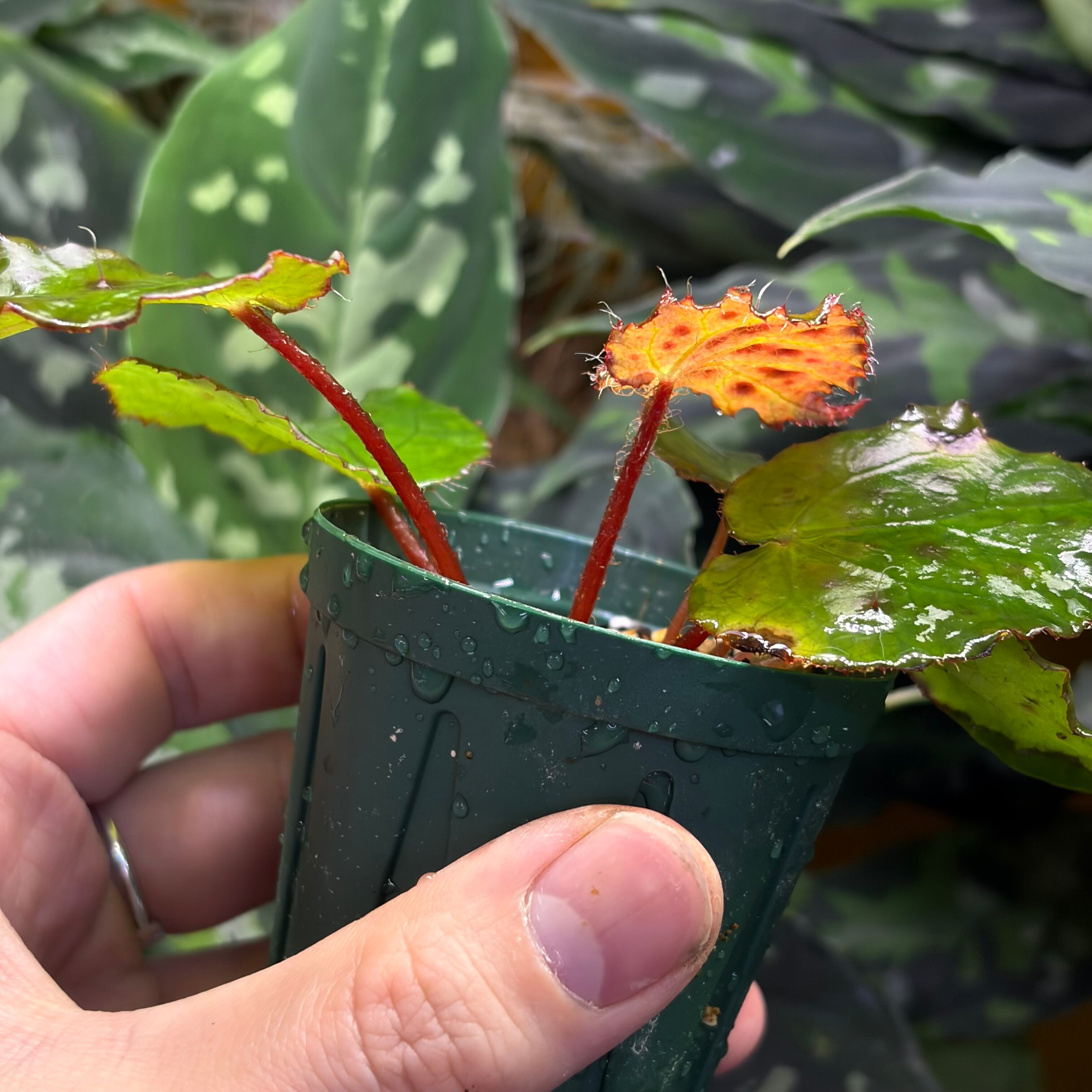 Begonia melanobullata Vietnam 原種ベゴニア メラノブラータ | 熱帯