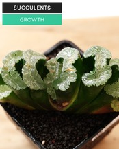 カット苗 ハオルチア 玉扇 北斎 M Haworthia truncata 'Hokusai'