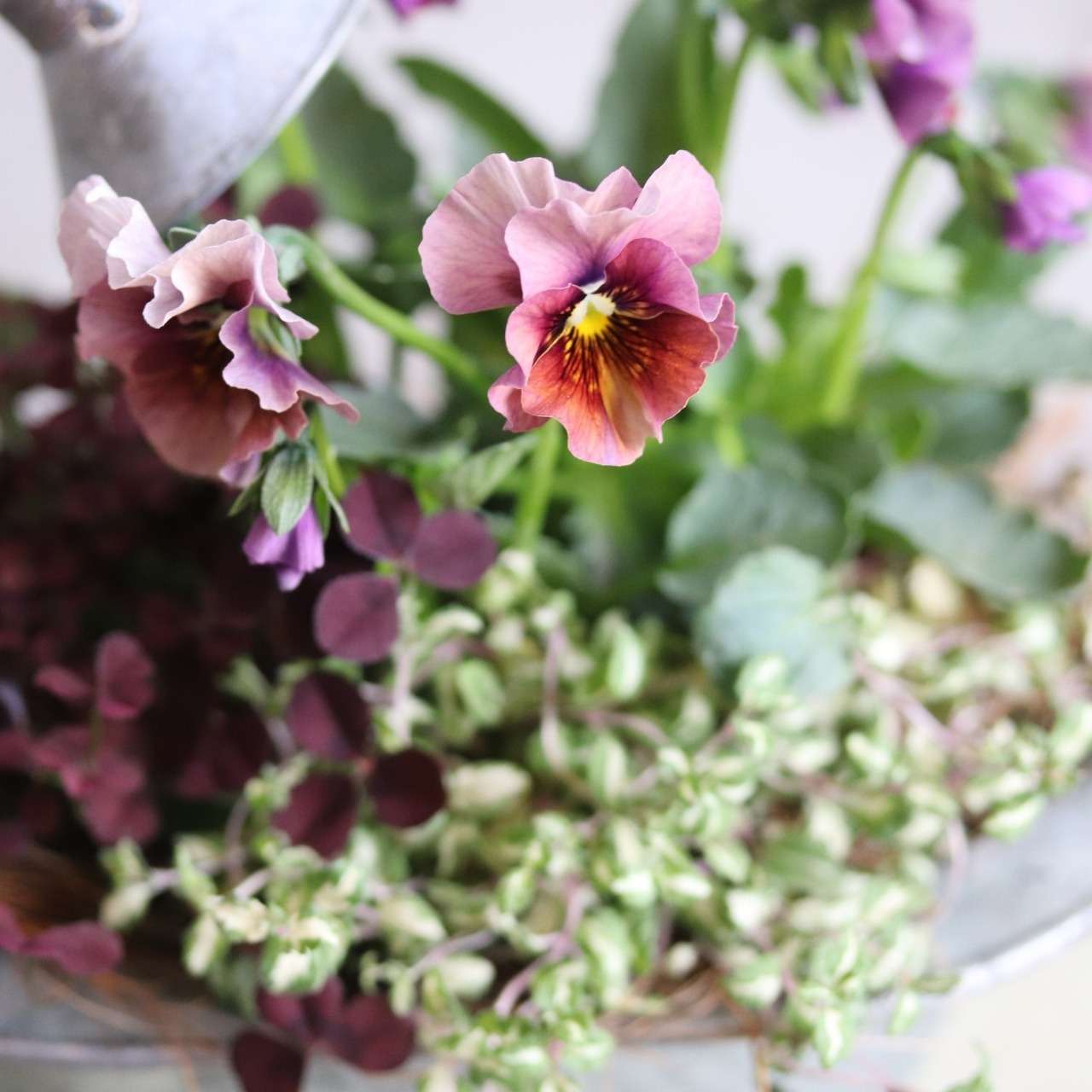 冬かや春に楽しむ寄せ植え｜バスタブSオリジナルビオラNothIslandの寄せ植え　届いてすぐ玄関に飾れる 　プレゼントにもオススメ　