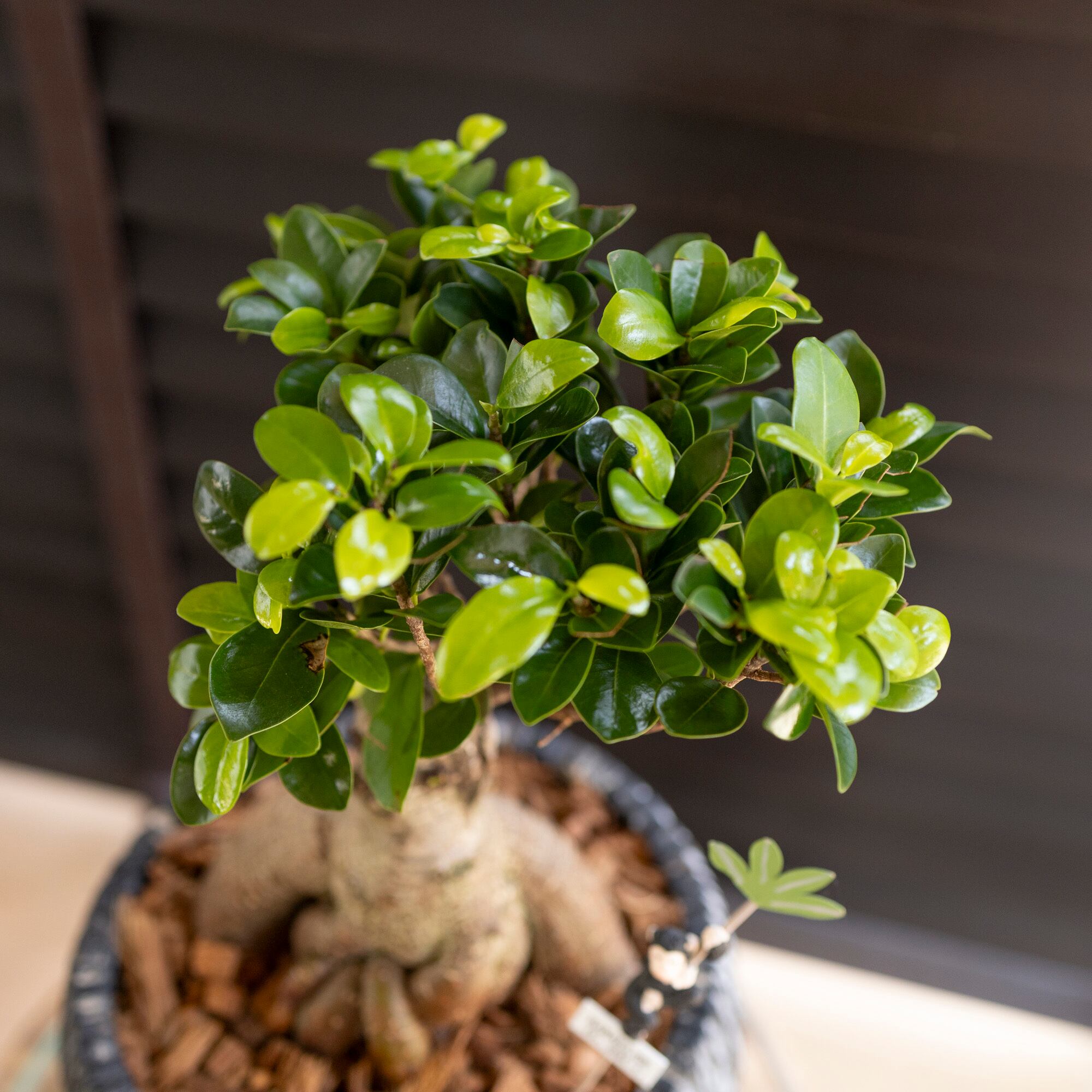 運気UP ガジュマルの木 7号 陶器鉢 ピック付 観葉植物 ガジュマル 多幸