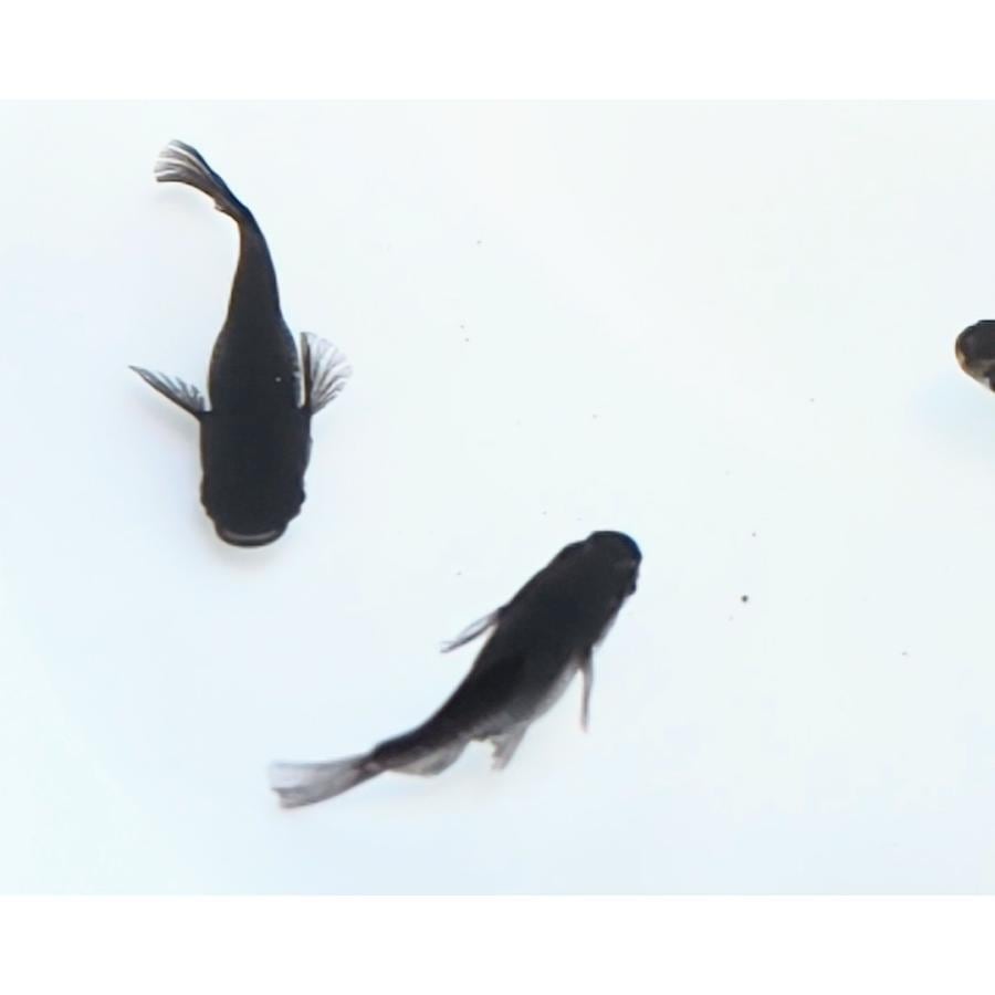 ブラックダイヤダルマ 若魚2匹1ペア メダカの飼い方 室内・屋外