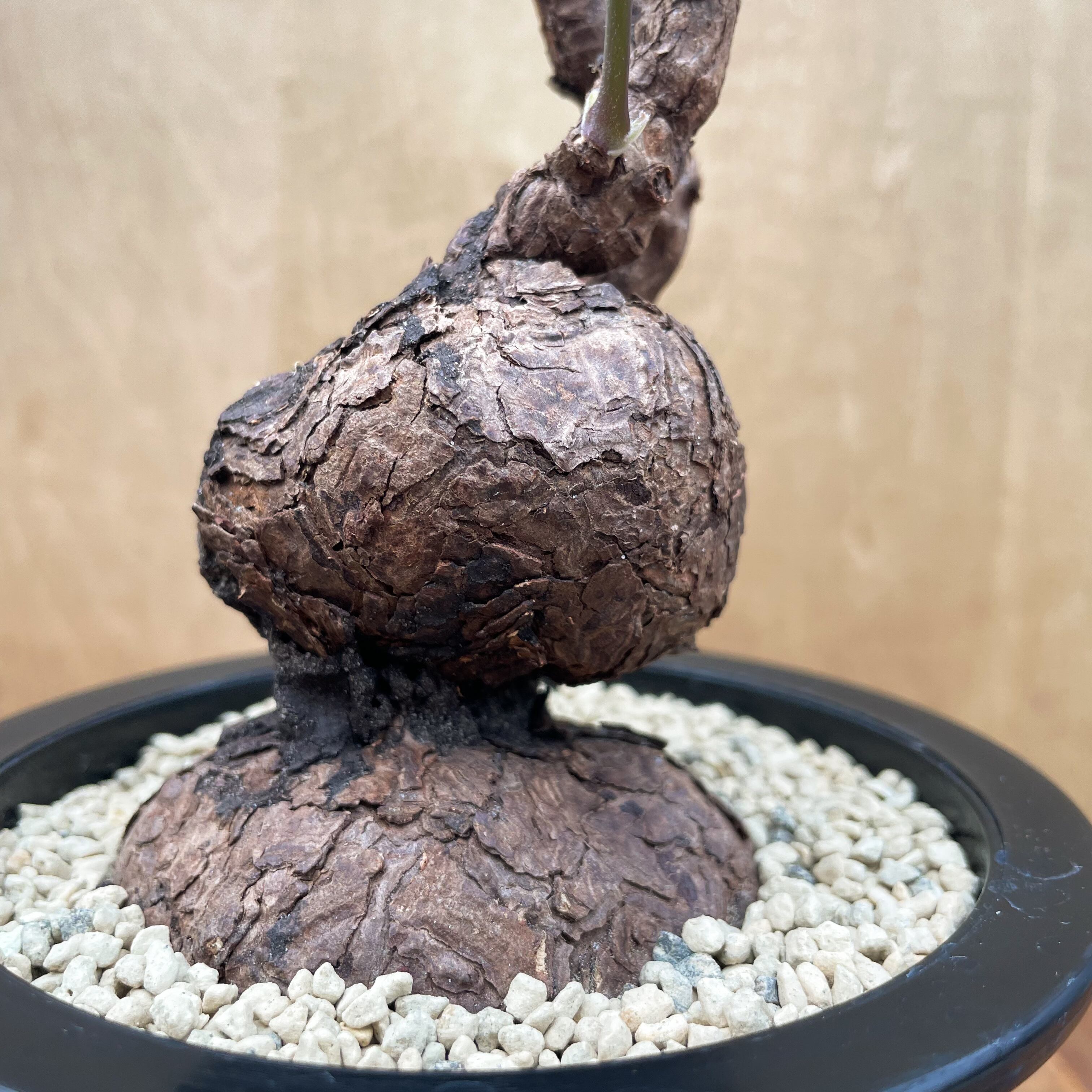 Pelargonium triste【ペラルゴニウム・トリステ】 | RIMO'S GREEN