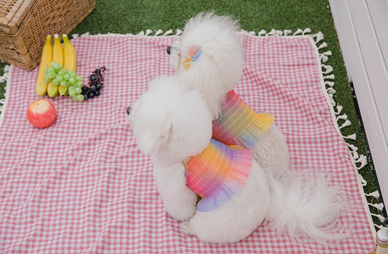 ハロークロップドトップス S ~ XL 2color  /  犬の服 犬服 新作 ショート丈 クロップド丈 涼しい 小型犬 中型犬 ペット洋服 ドッグウェア ペット用品