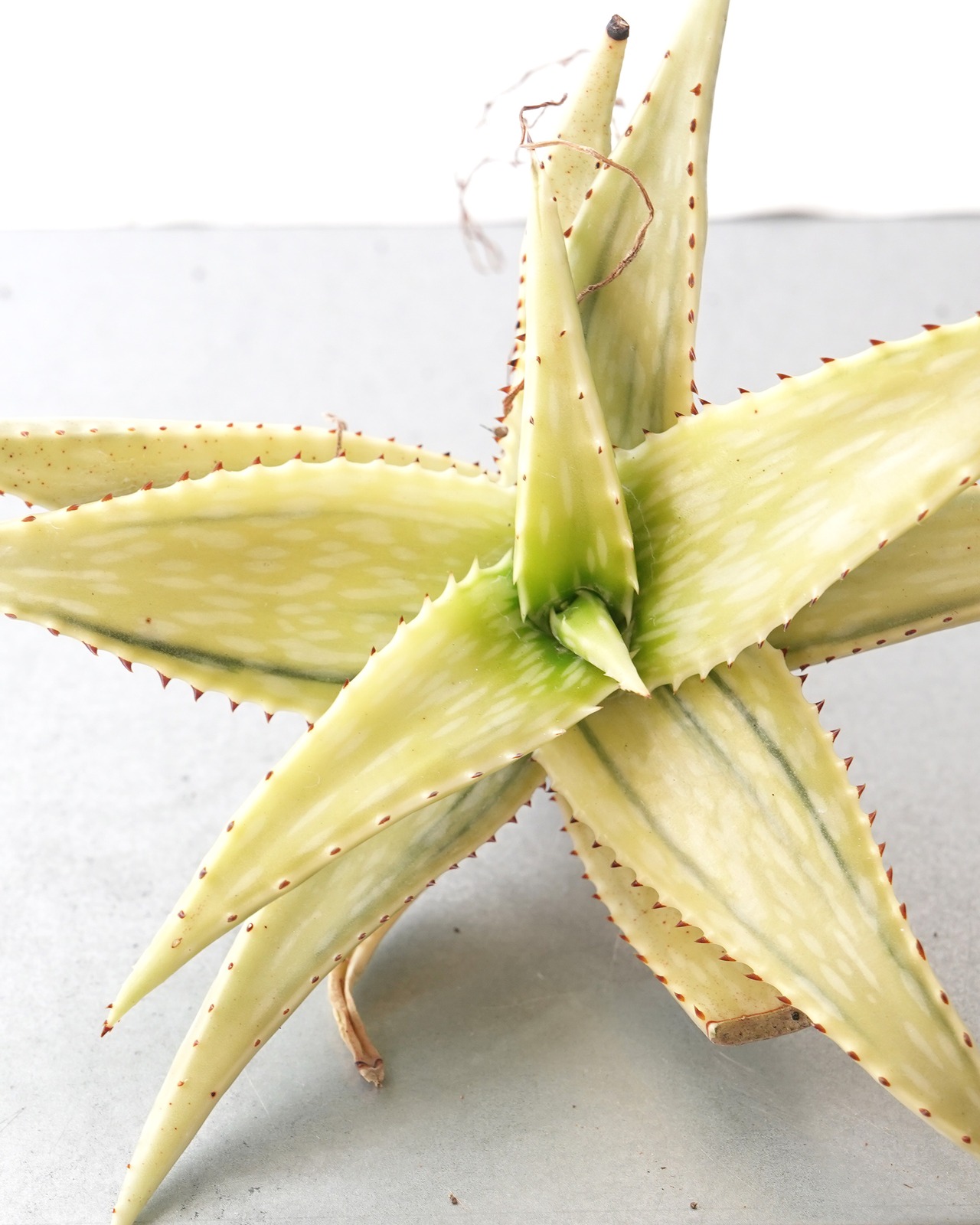 カット苗 アロエ ソマリエンシス オーレア錦？ 糊斑？ Aloe somaliensis 'Aurea Variegated'