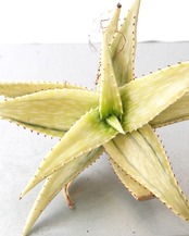 カット苗 アロエ ソマリエンシス オーレア錦？ 糊斑？ Aloe somaliensis 'Aurea Variegated'