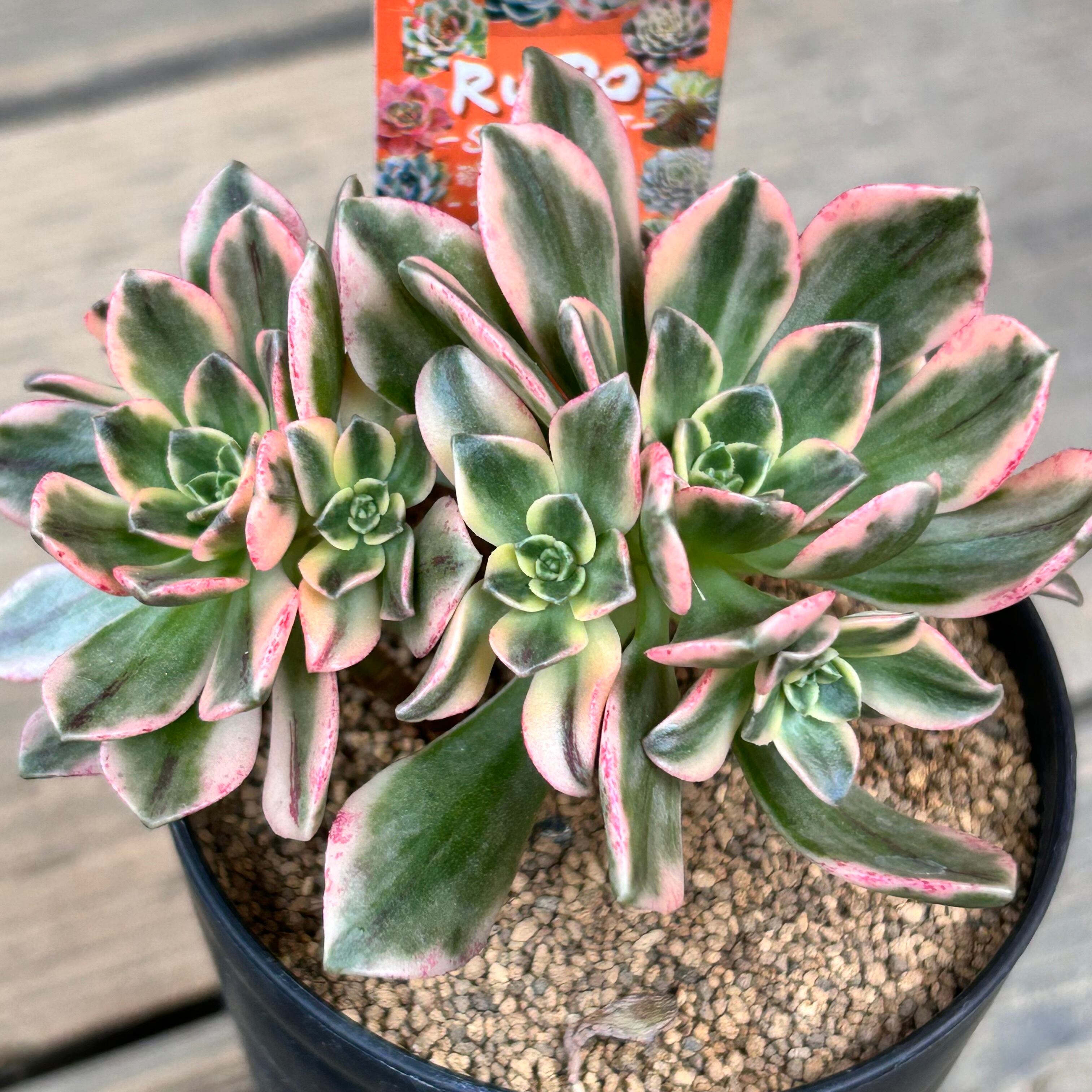 19#多肉植物アエオニウム錦❤️ブロンズメダル錦❤️23頭25cm 拔き苗 19#多肉植物アエオニウム錦❤️ブロンズメダル錦❤️23頭25cm 拔き苗