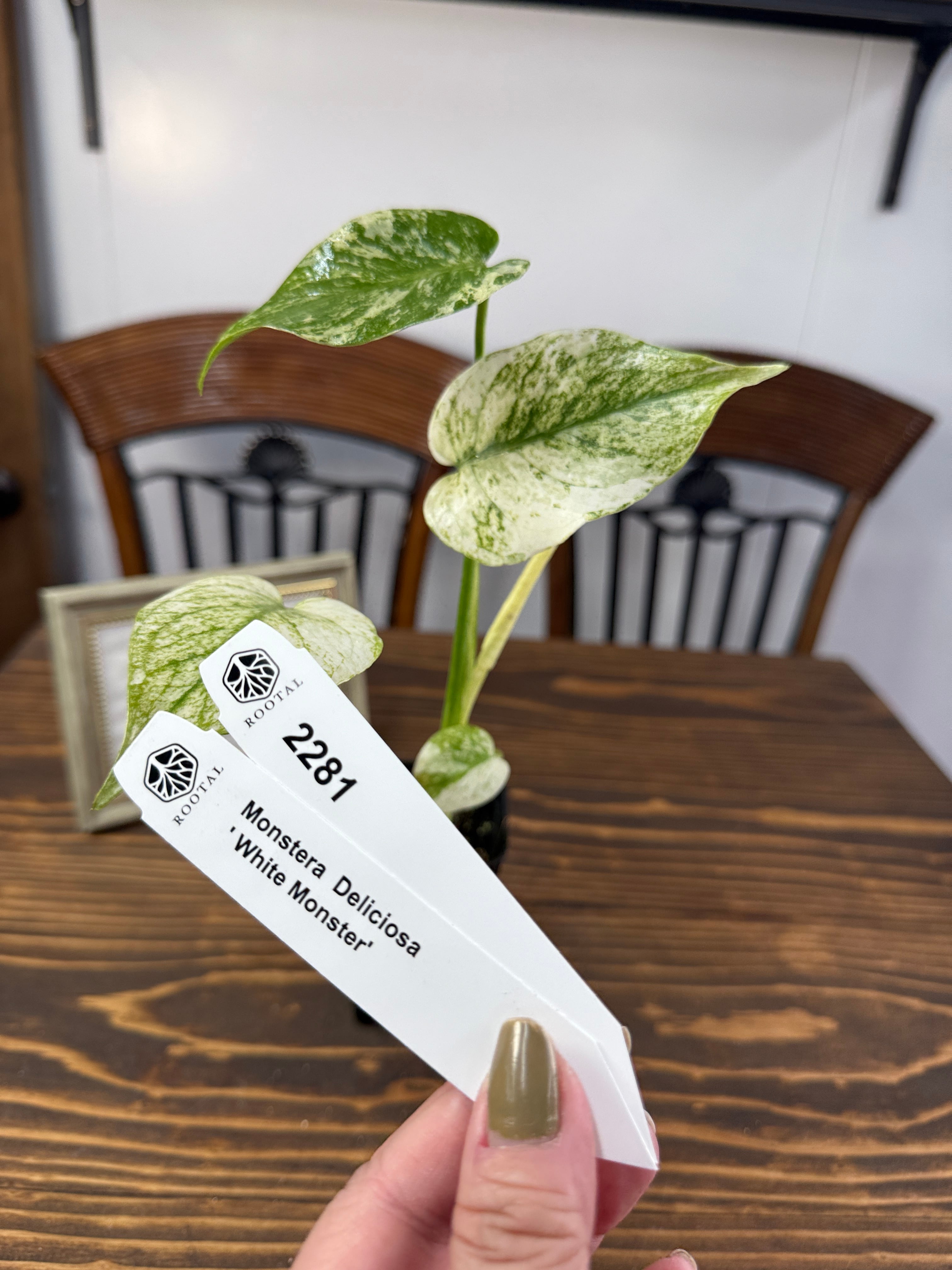 モンステラ | ROOTALPLANTS