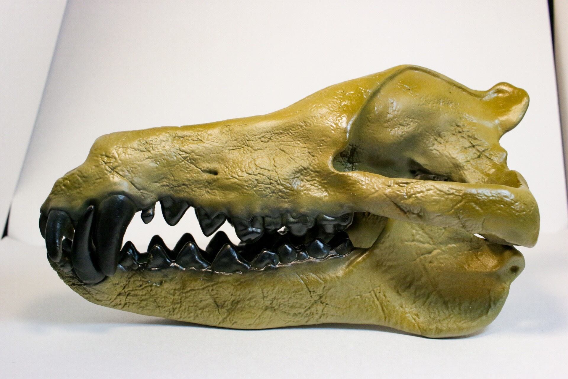 約21cm】 アンドリューサルクス 縮小頭骨模型 | アンフィ合同会社