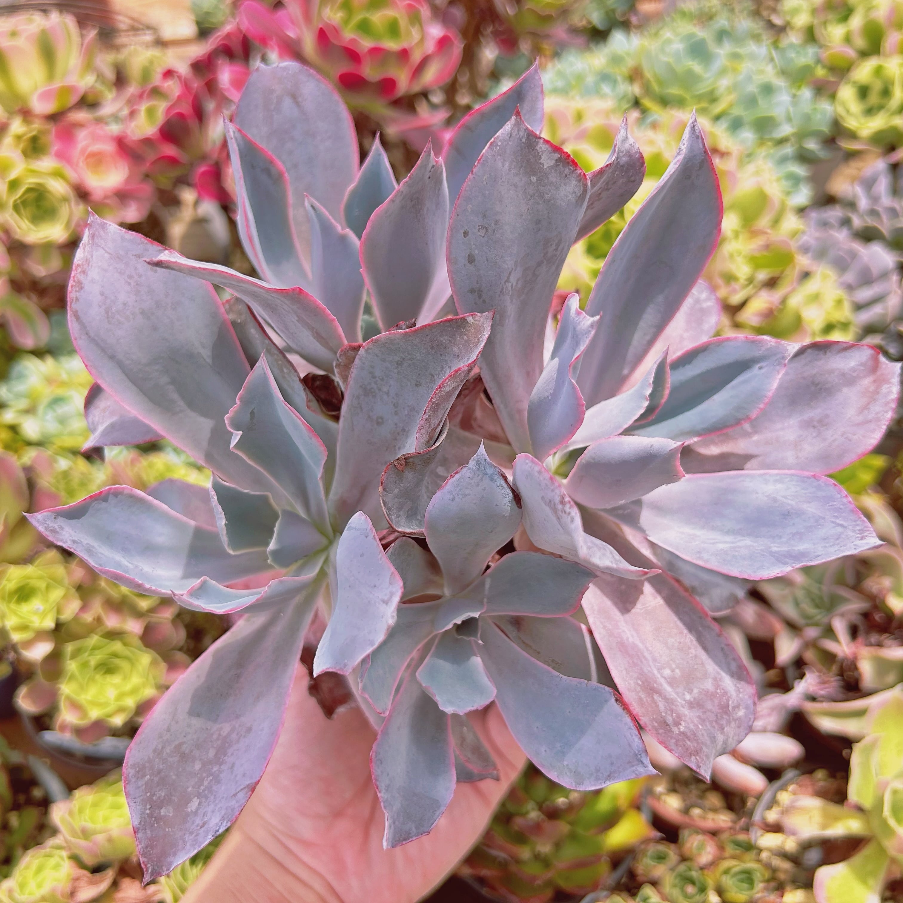 #3007現物　多肉植物　アフターグロー　特大　抜き苗