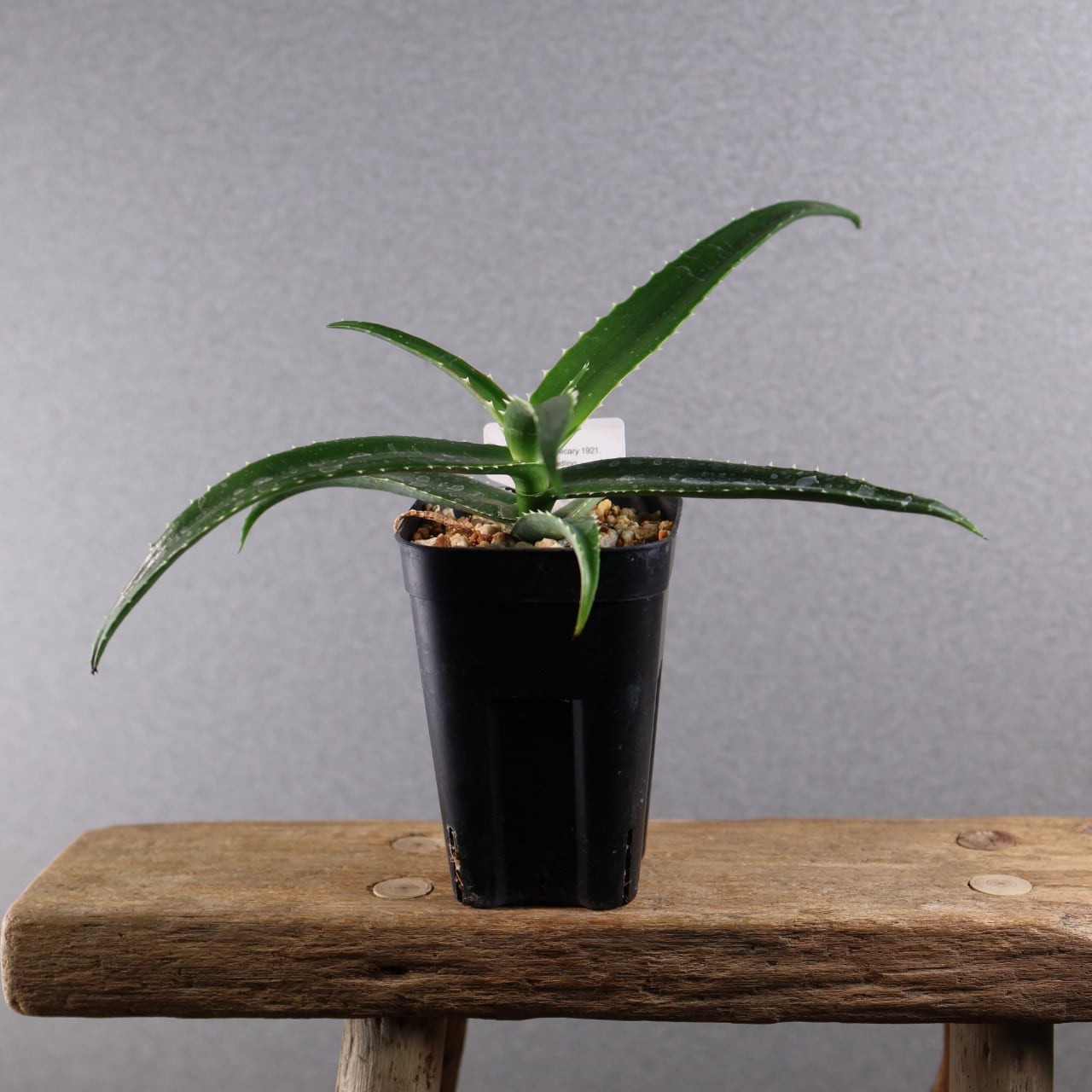 398 荒野の青、陽に染まるアロエ『アロエ ヴァオサンダ』観葉植物