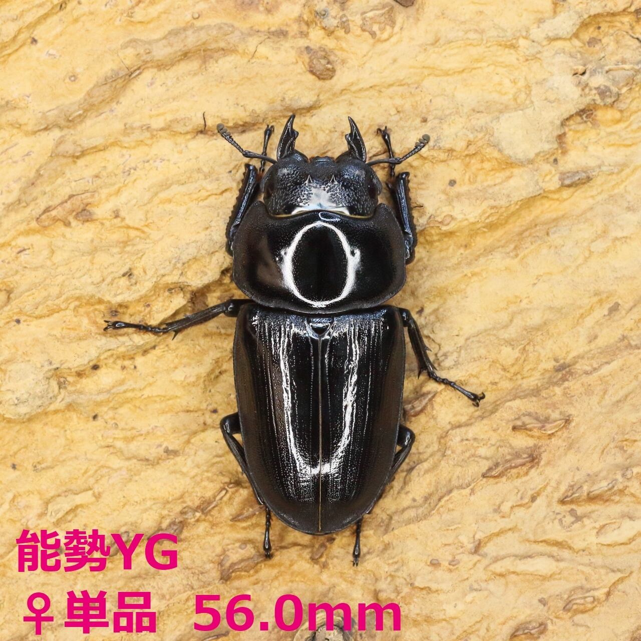 ROCKET SHOP【オオクワガタ販売】