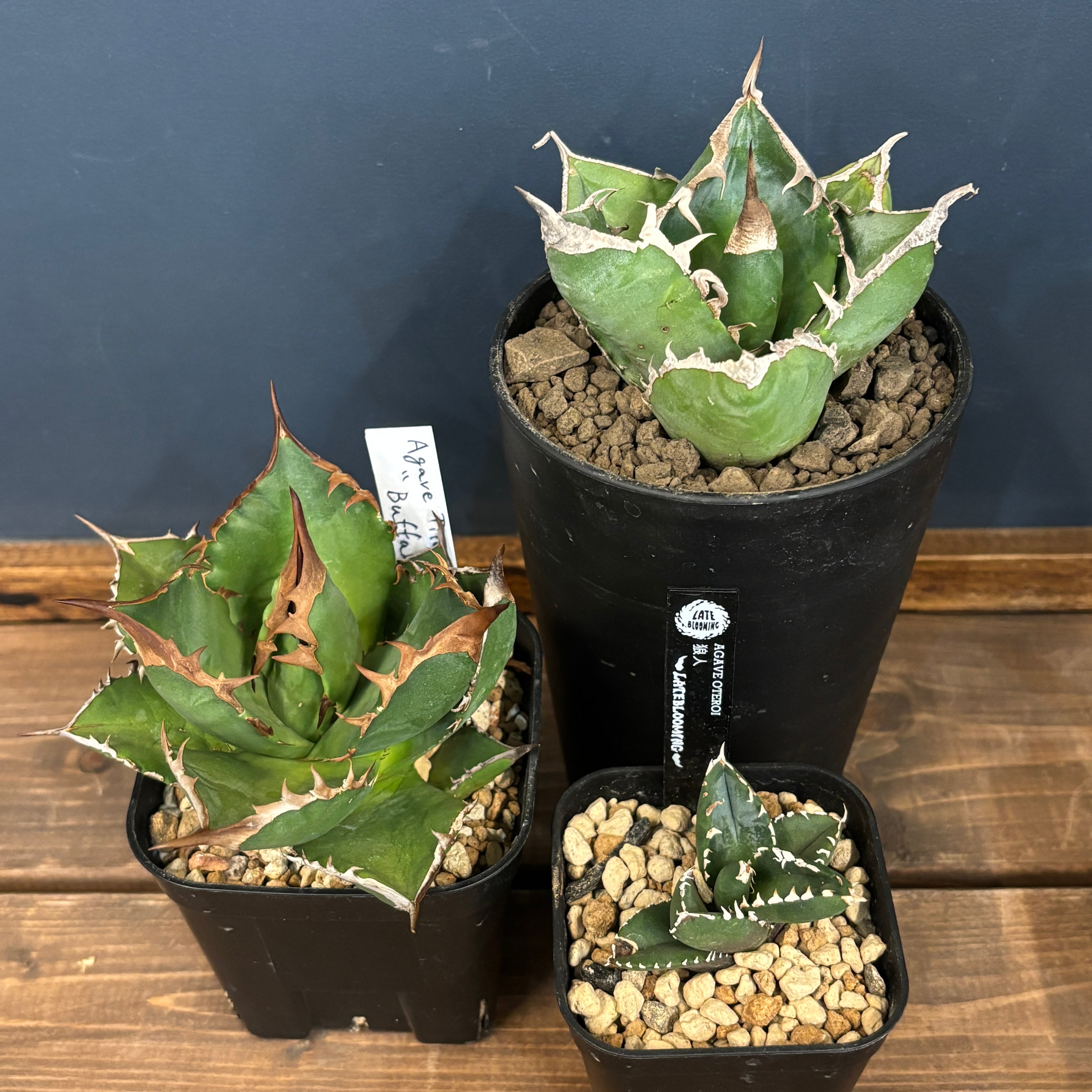 ビカクシダ ジェニー P. willinckii 'Jenny' TC【192】 | PROTOLEAF