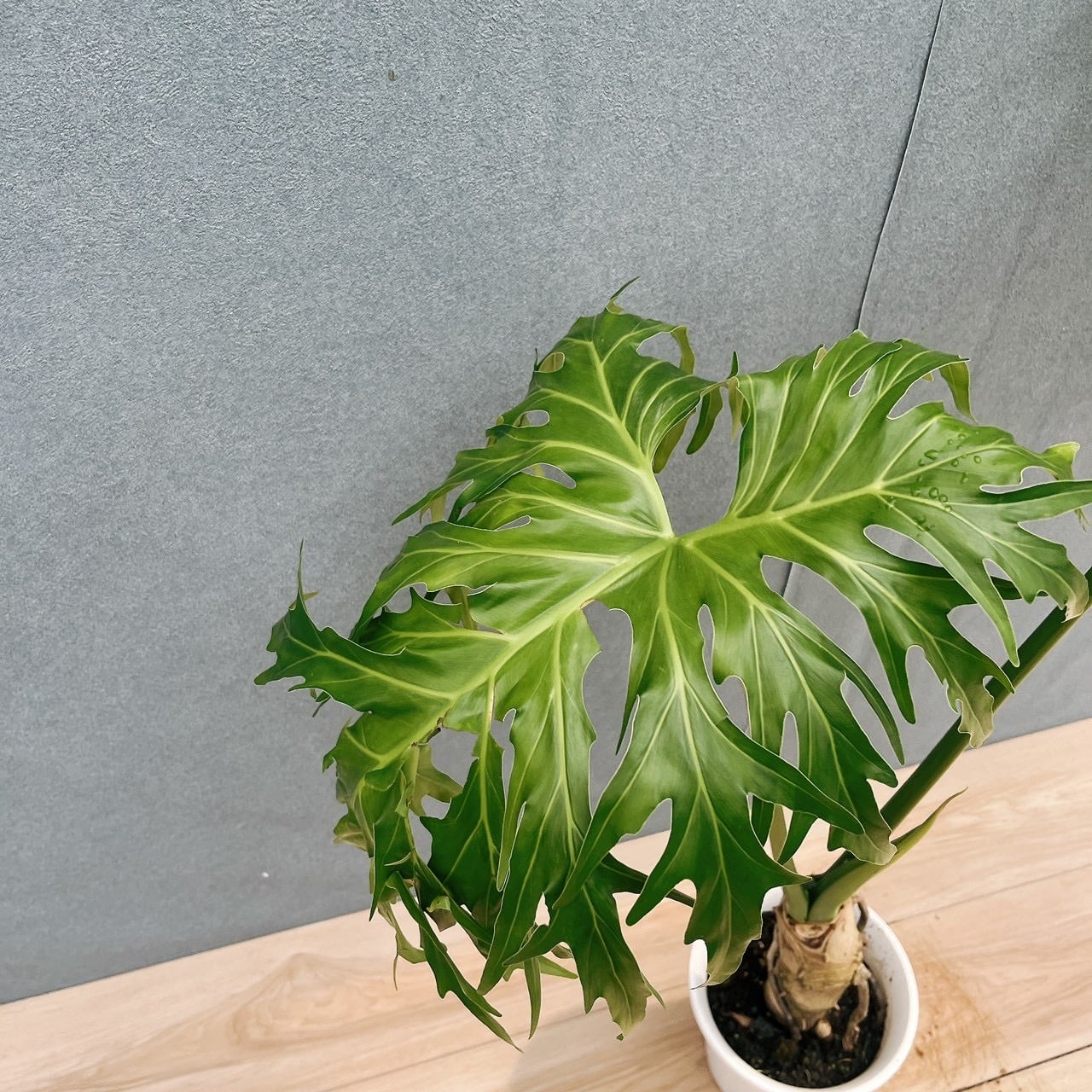 現品］17番 フィロデンドロン セローム 幹上がり 6号 観葉植物 大型