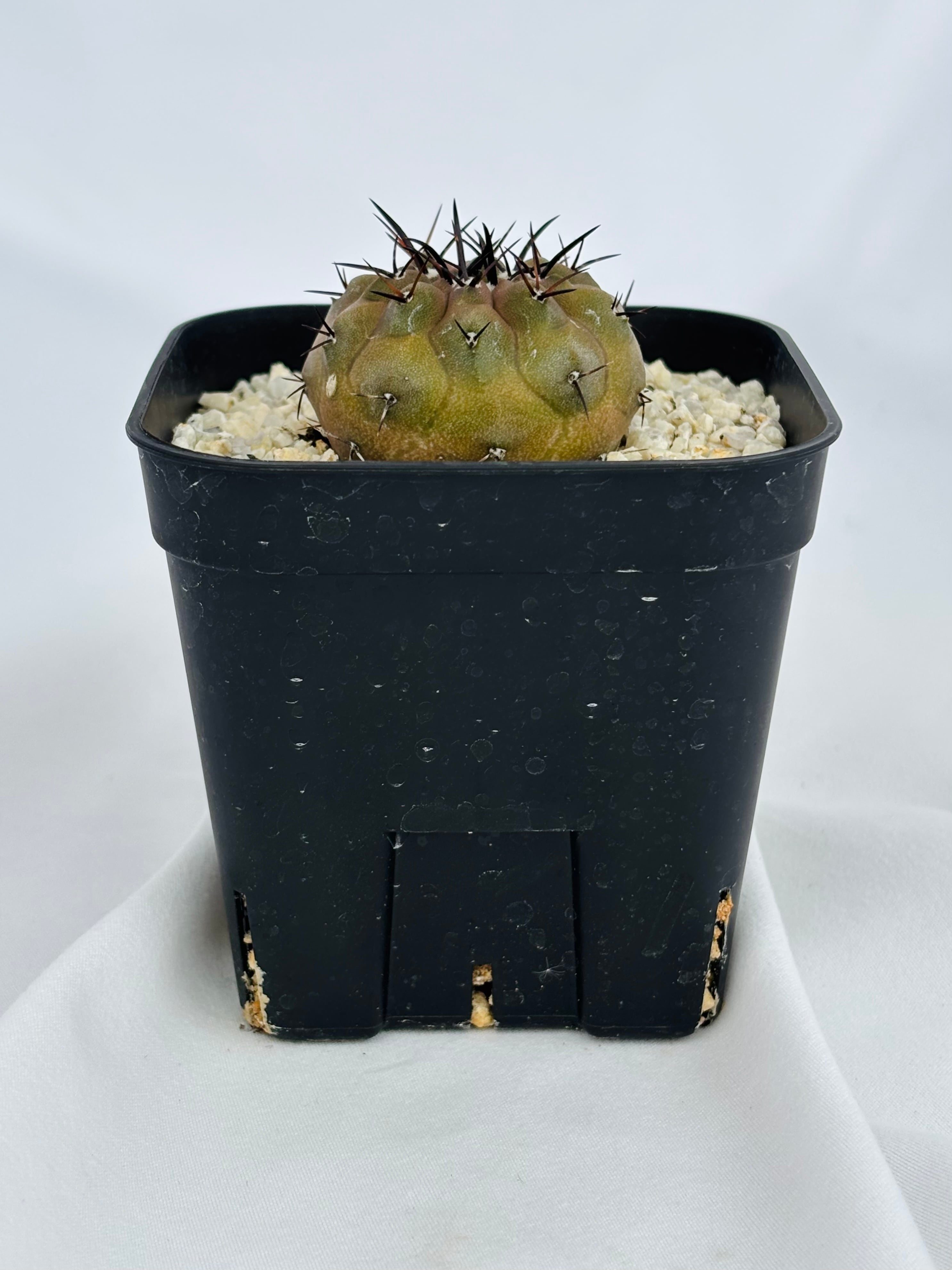 Copiapoa cinerea コピアポア シネレア 黒王丸 サボテン | plants MARU