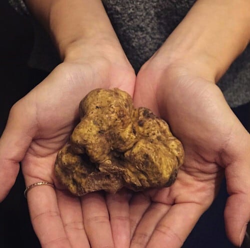 Grande】61～70gの粒・白トリュフ 11/21-23のお届け分 | FRESH TRUFFLE