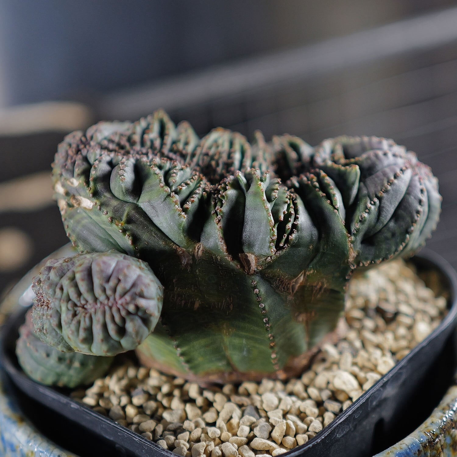 ユーフォルビア　オベサ　綴化　カキコ ユーフォルビア オベサ 綴化 カキコ おばけオベサ 綴化 ユーフォルビア