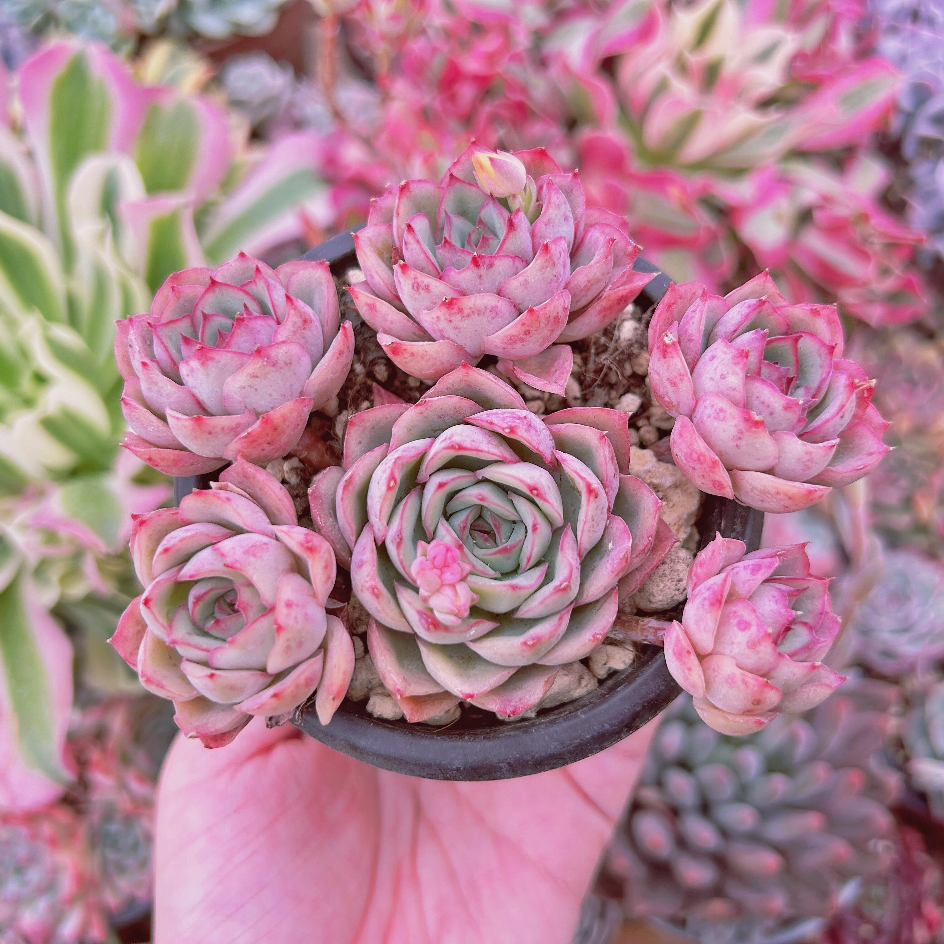 #072現物　多肉植物　オスタラリアクィーン　特大