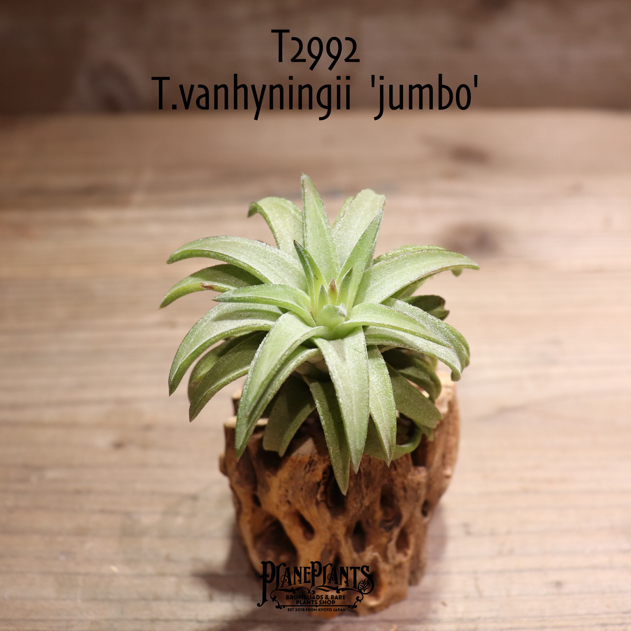 【送料無料】vanhyningii 'jumbo'〔エアプランツ〕現品発送T2992