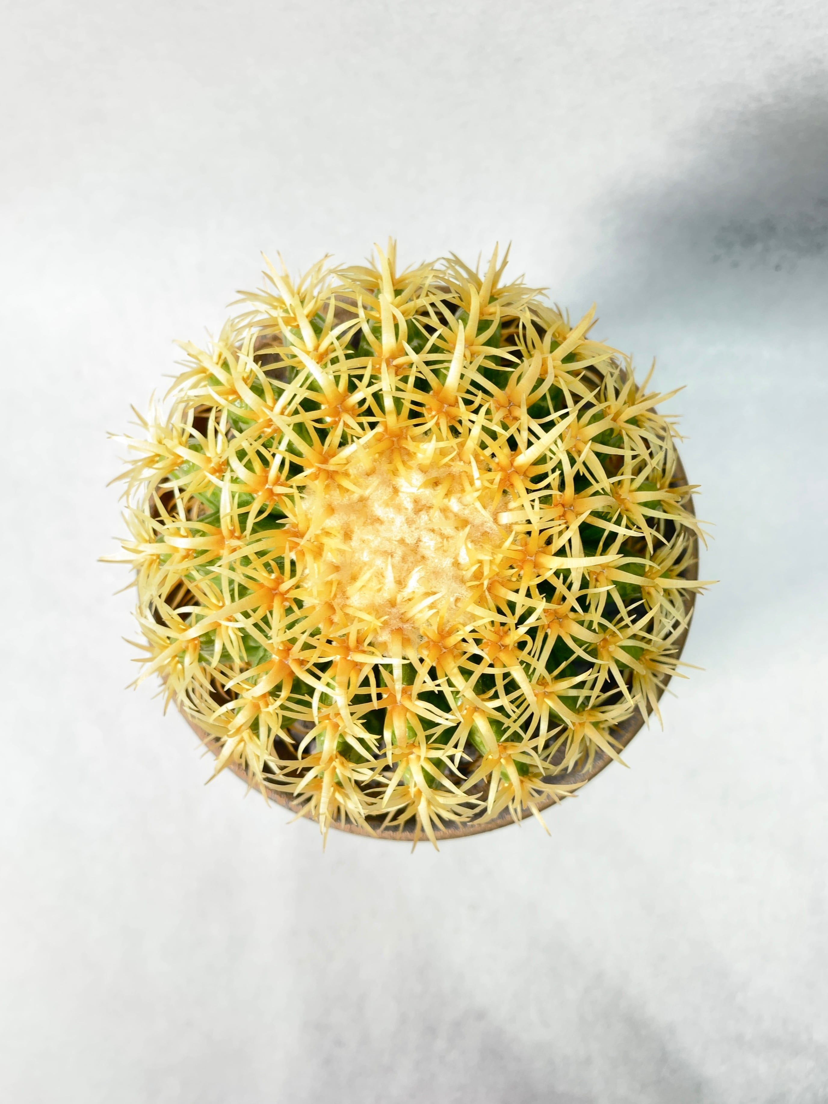 エキノカクタス 金鯱（キンシャチ） 種子 1000粒 エキノカクタス