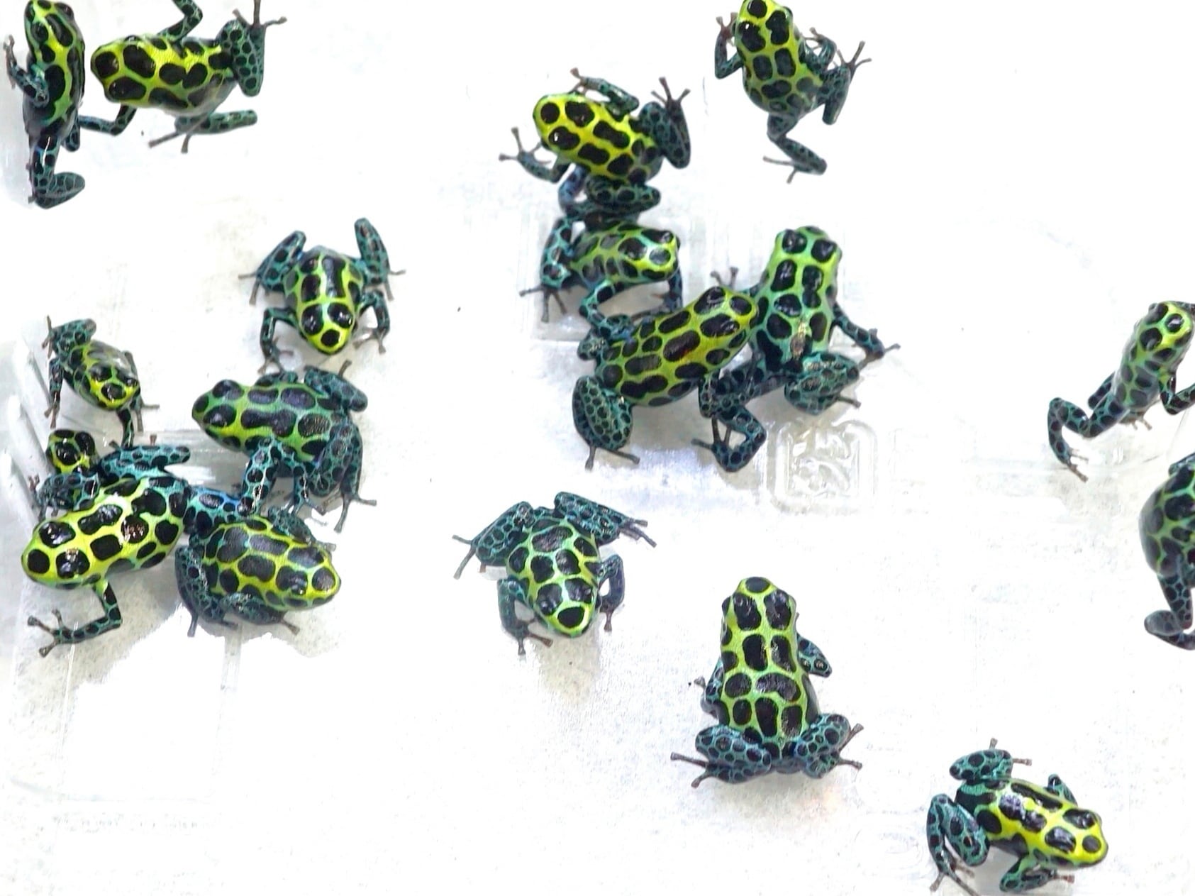 3匹セット】バリアビリスヤドクガエル・サザン Ranitomeya variabilis